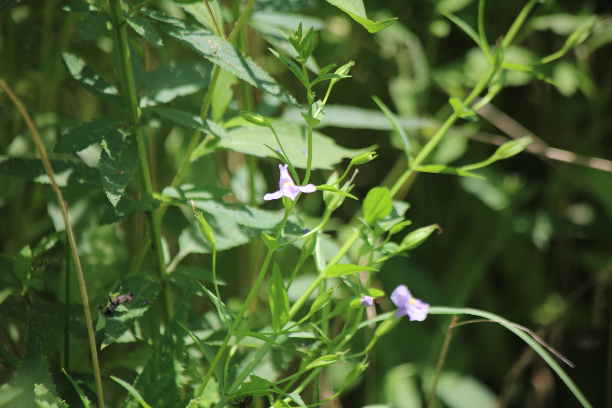 Allegheny Monkeyflower