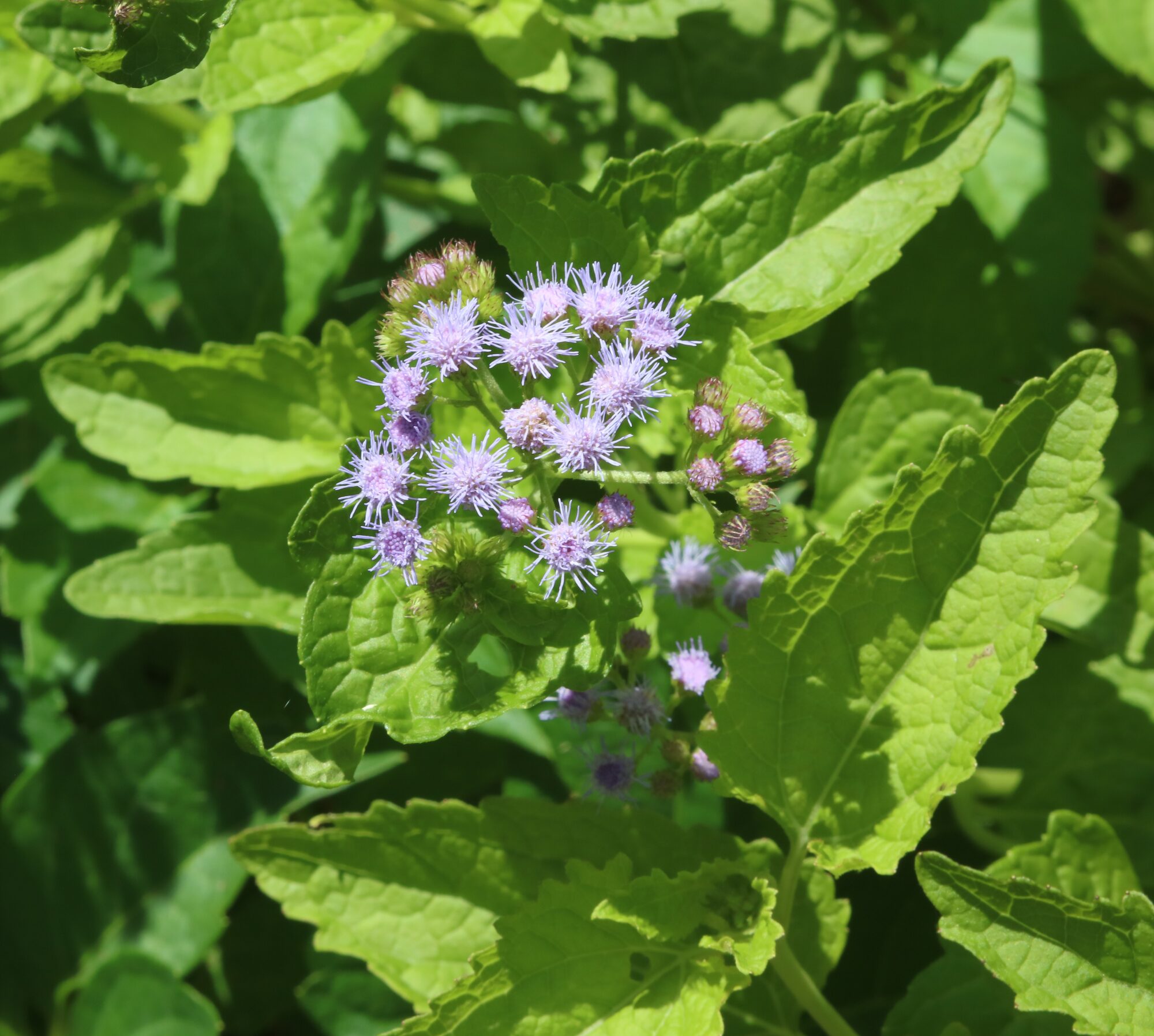 Blue Mistflower