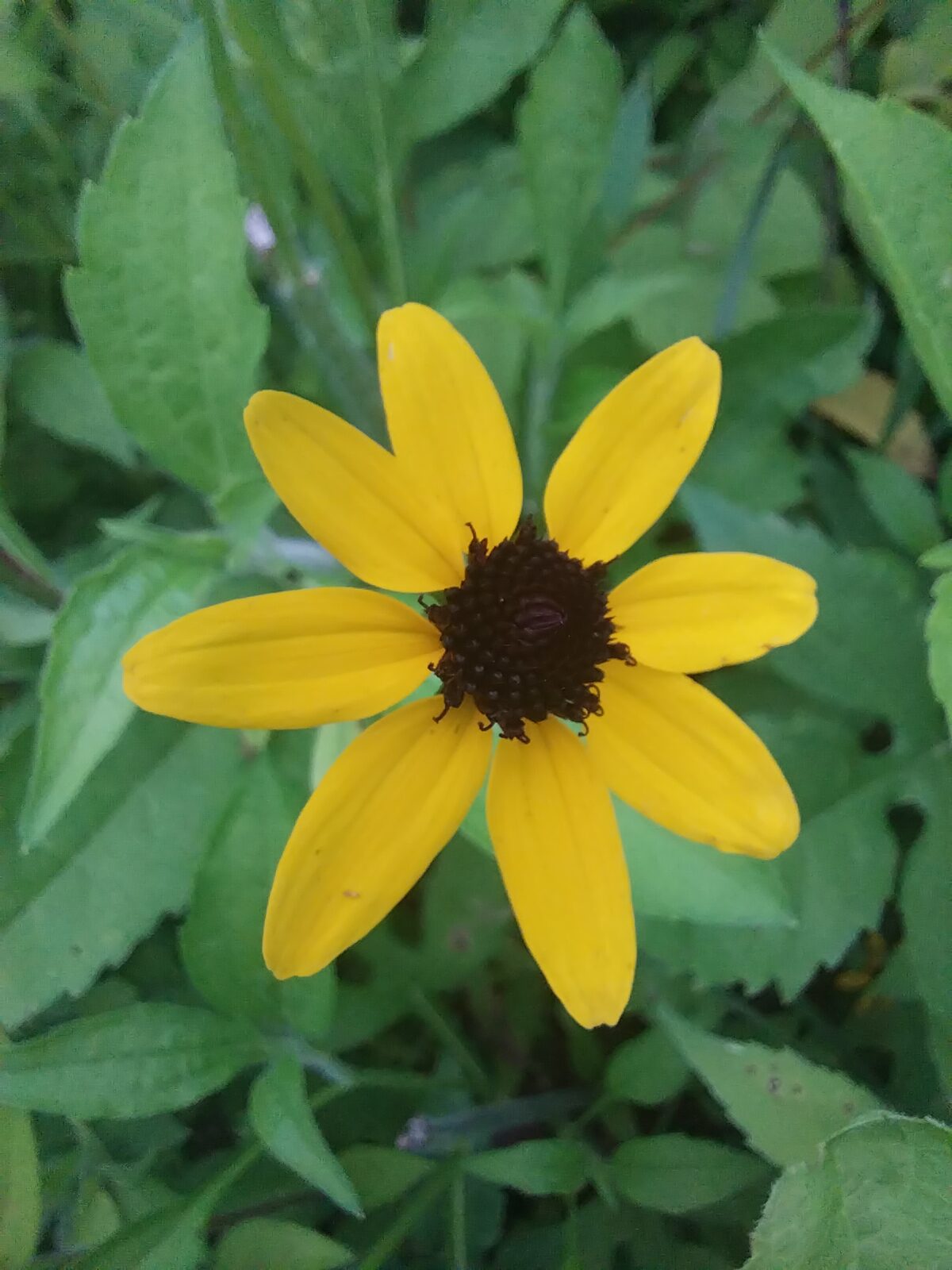 Brown-eyed Susan