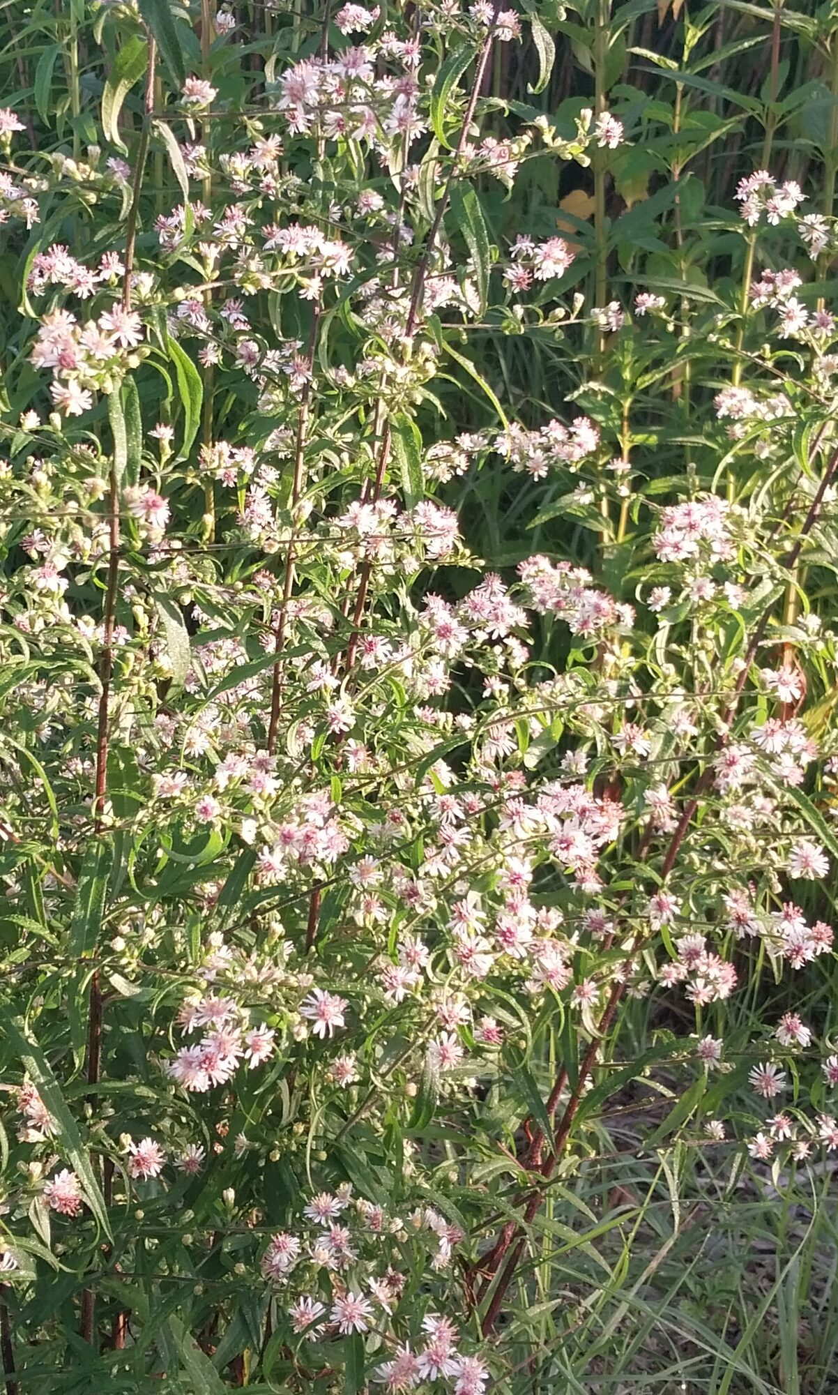 Calico Aster