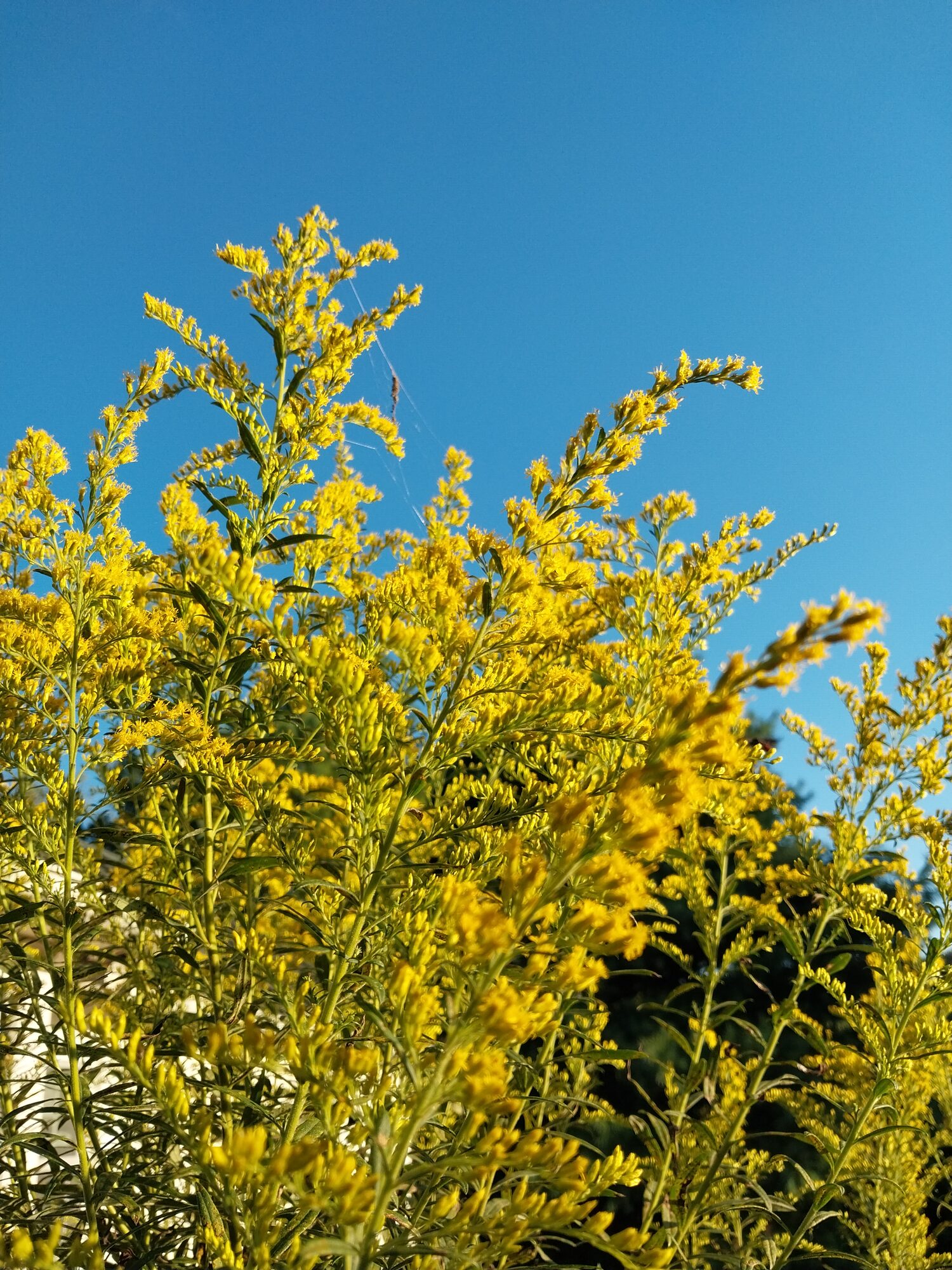 Canadian Goldenrod