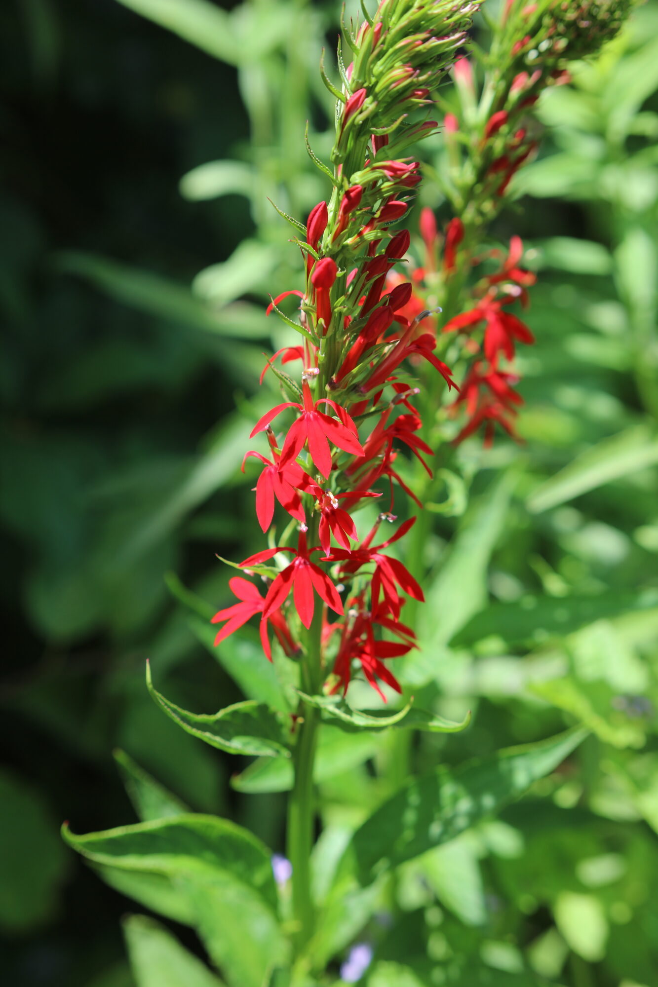 Cardinal Flower