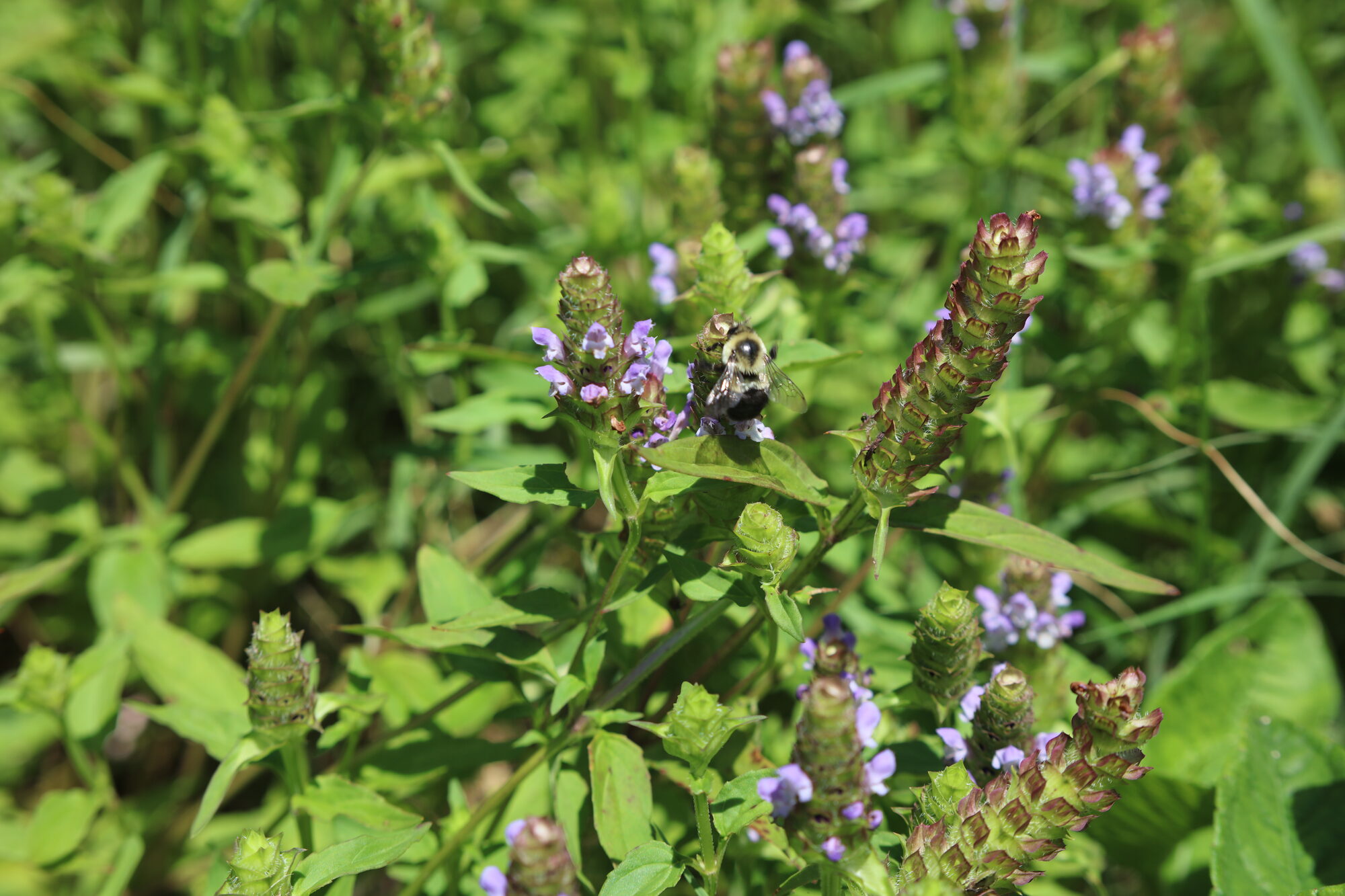 Common Selfheal