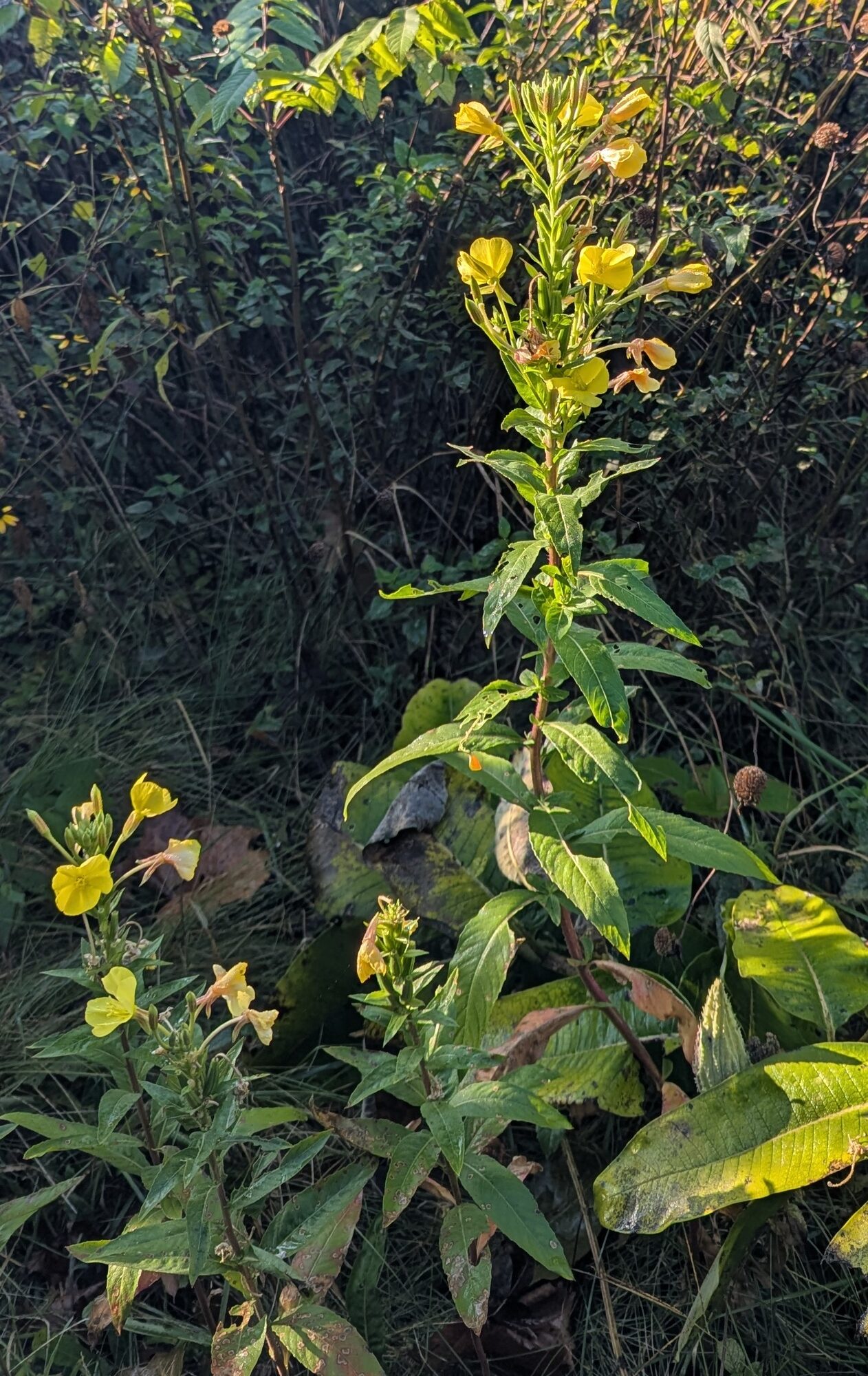 Evening Primrose