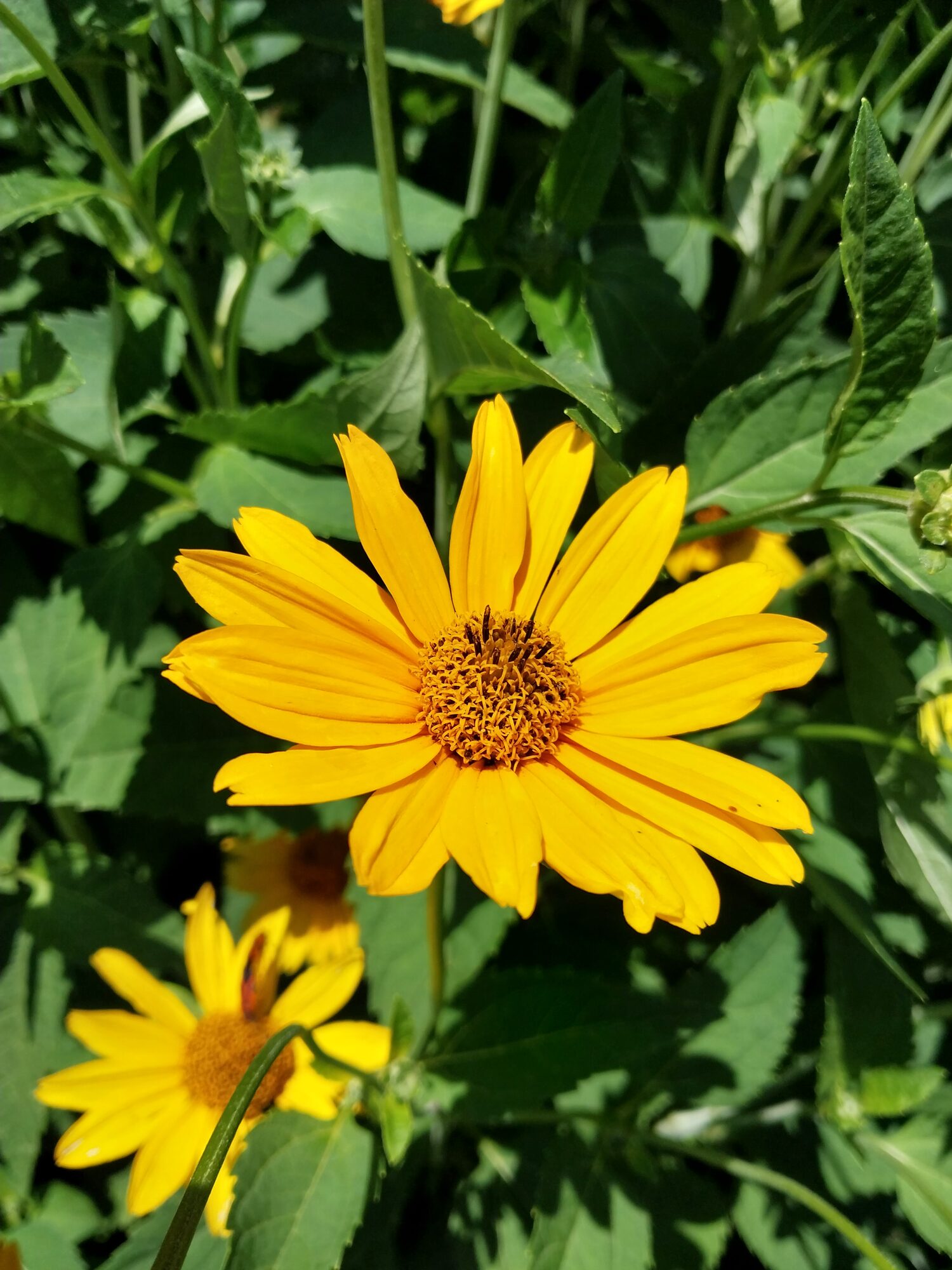 False Sunflower
