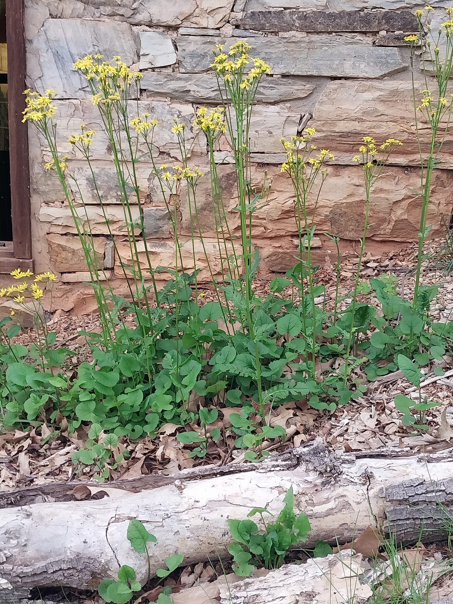 Golden Ragwort