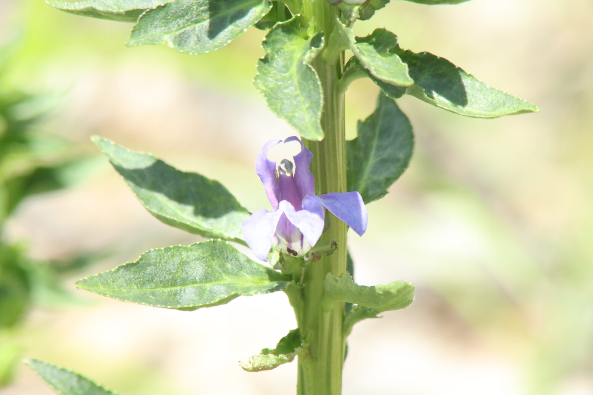 Great Blue Lobelia