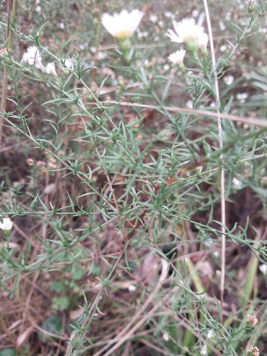 Heath Aster