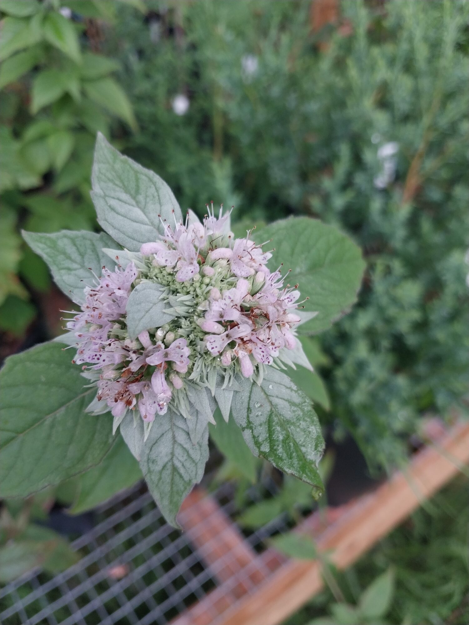 Hoary Mountain Mint
