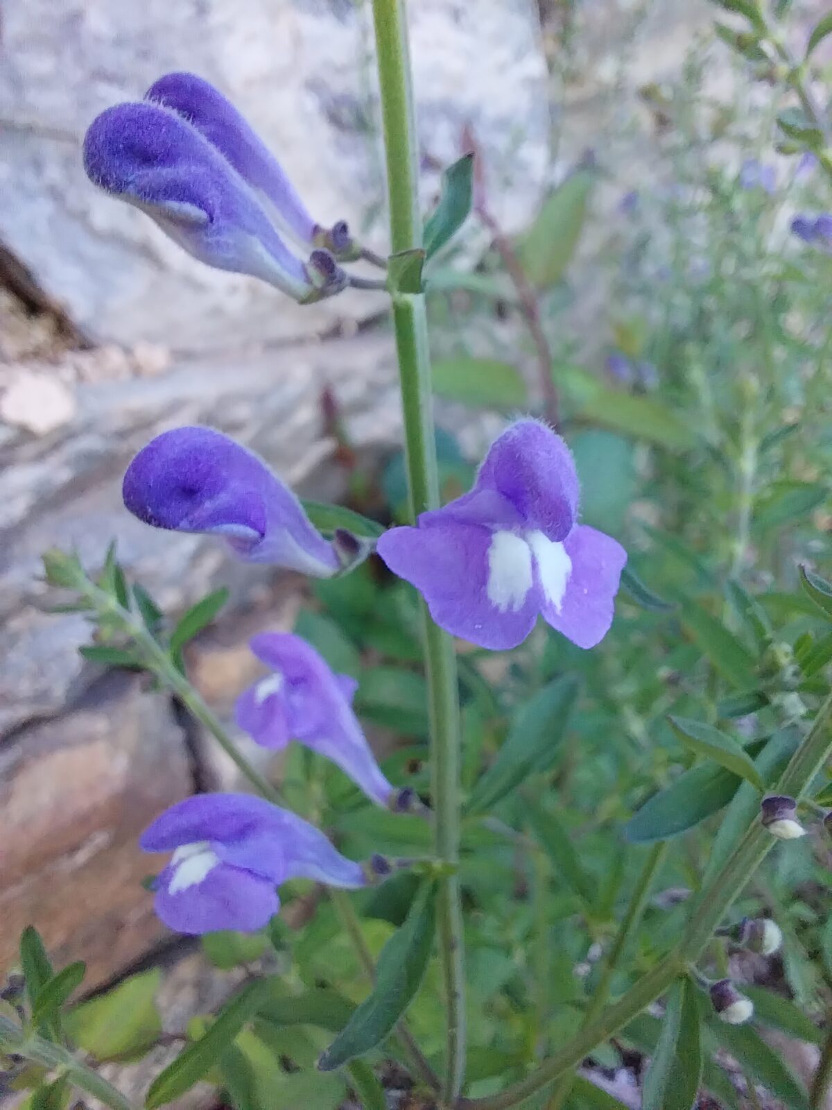 Hyssop Skullcap