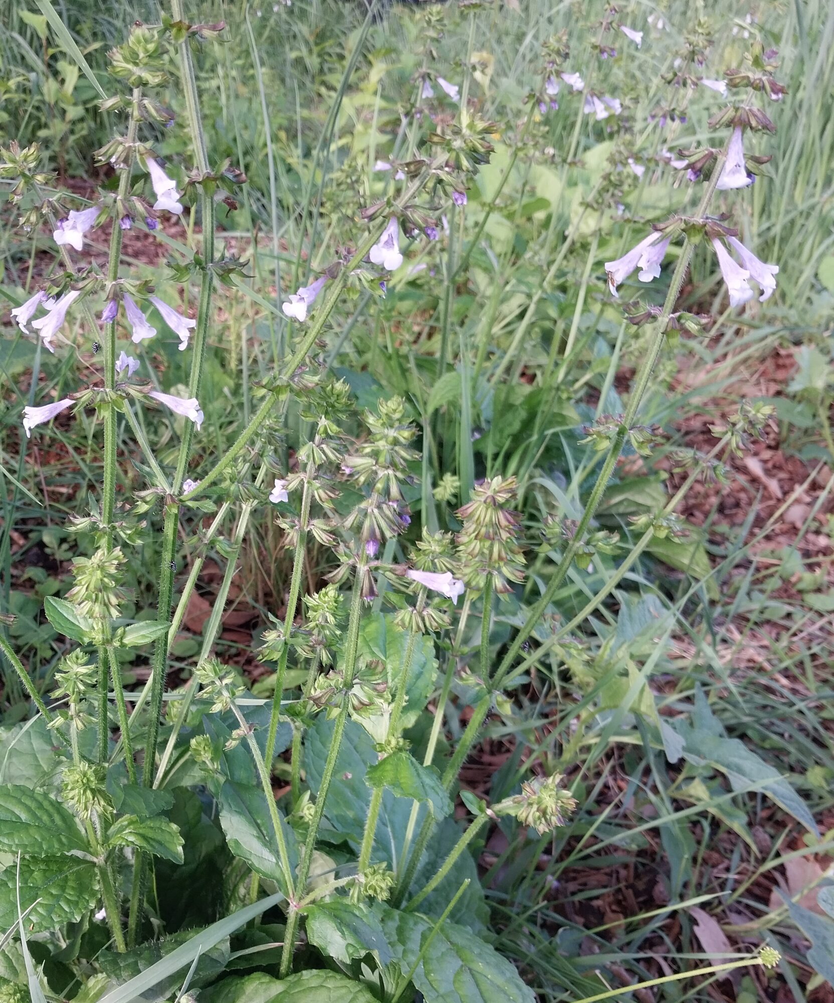 Lyre-leaved Sage