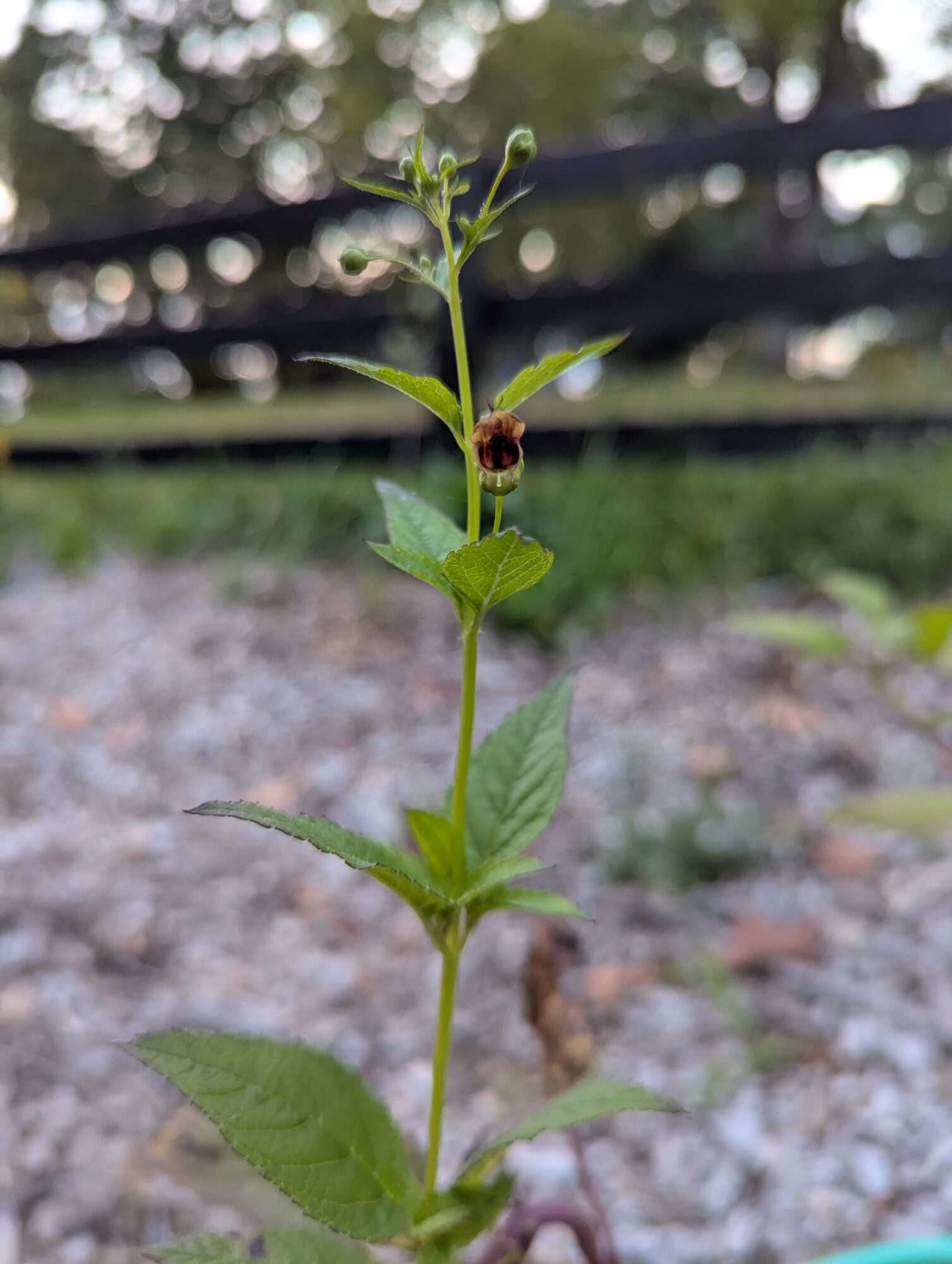 Maryland Figwort