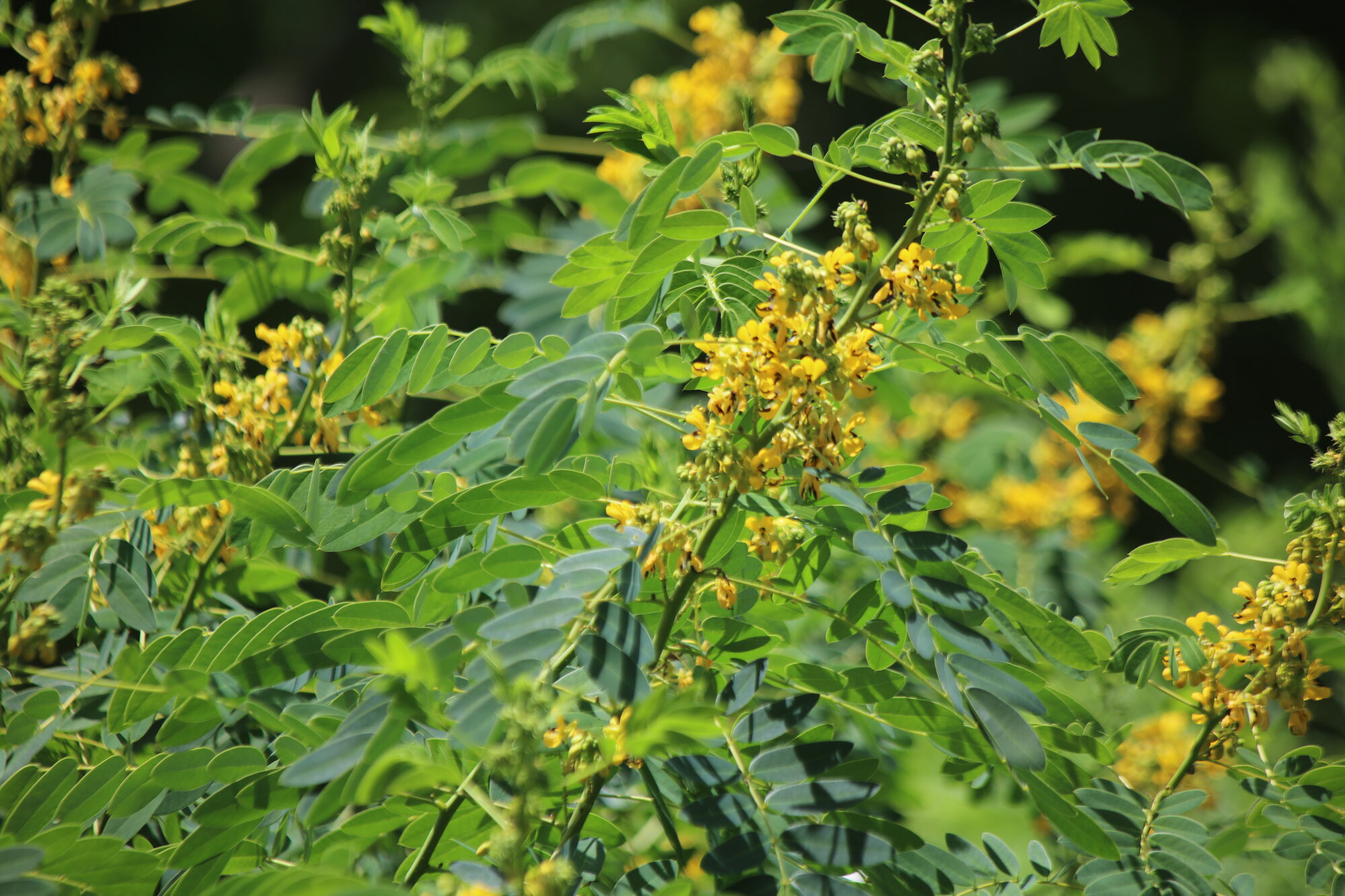 Maryland Senna