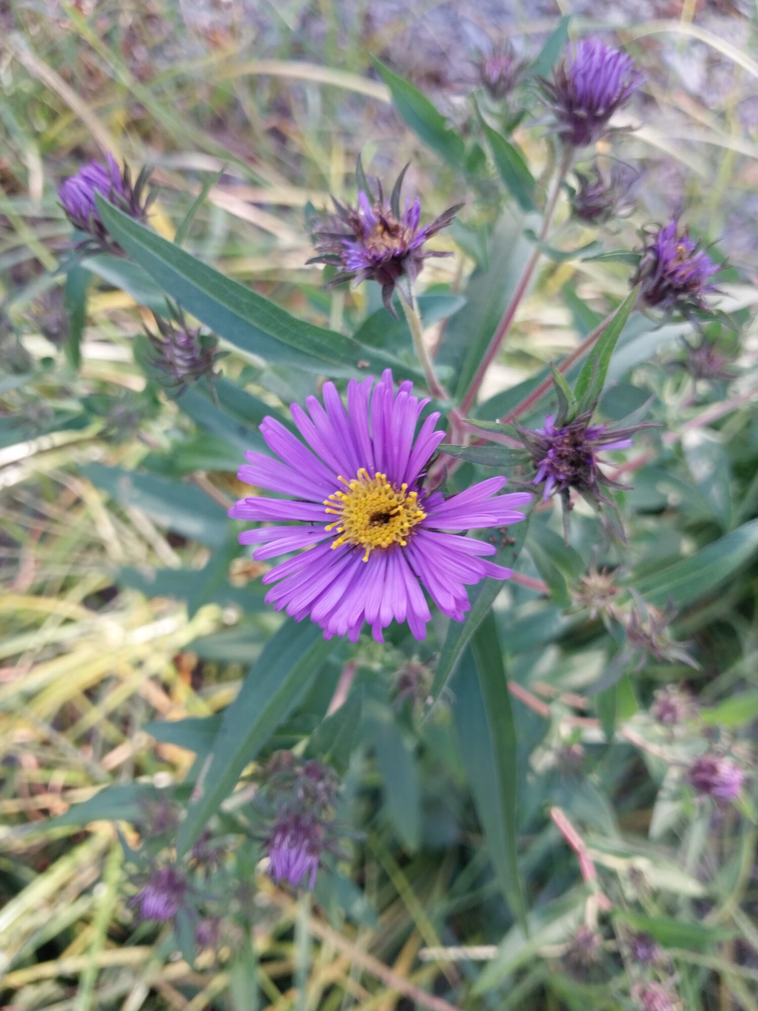 New England Aster
