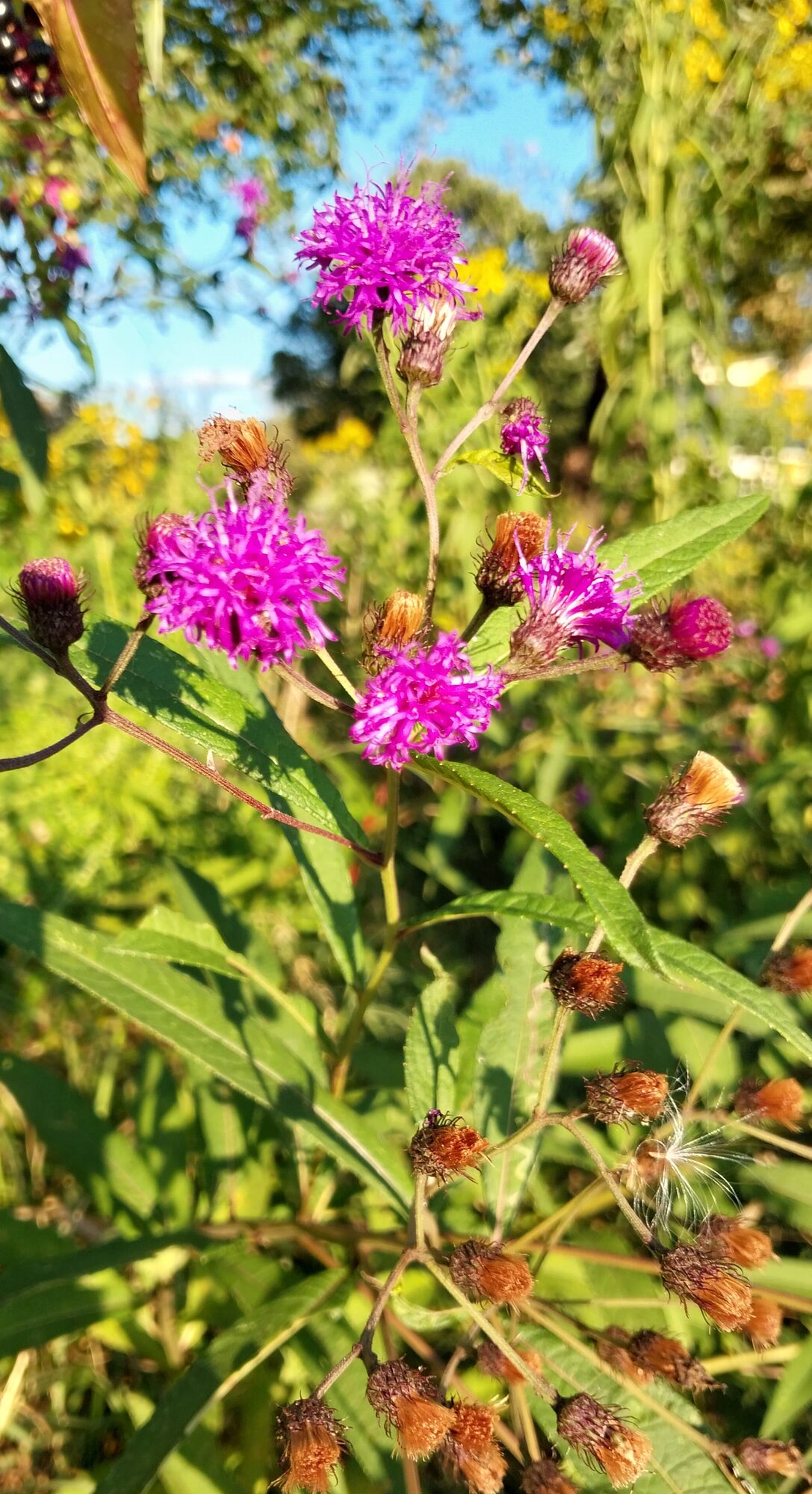 New York Ironweed