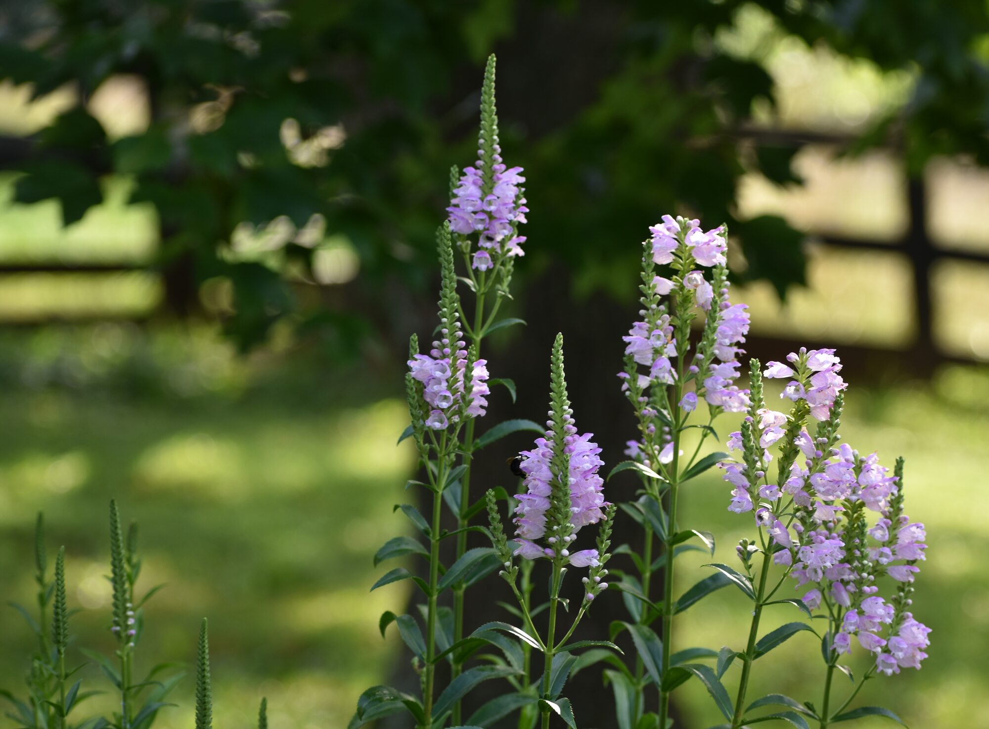 Obedient Plant
