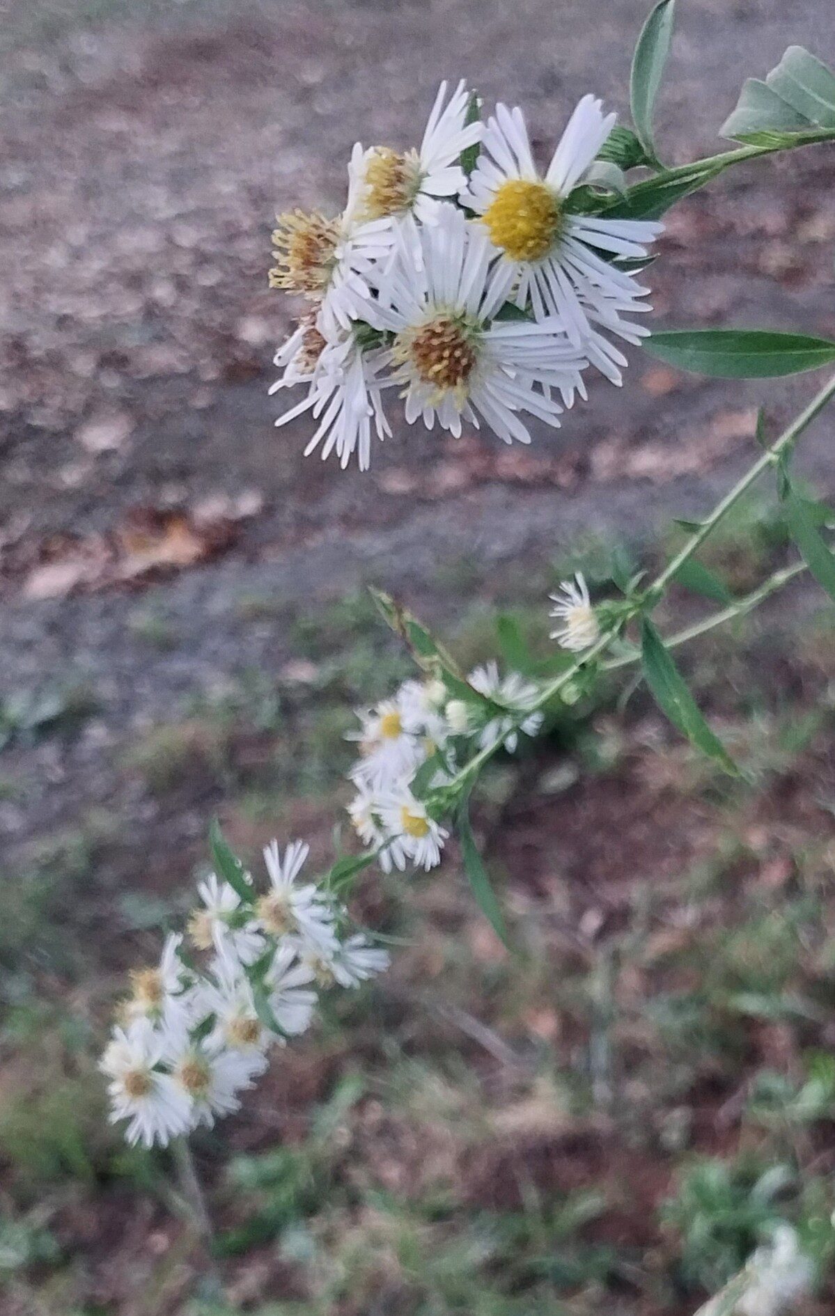 Panicled Aster