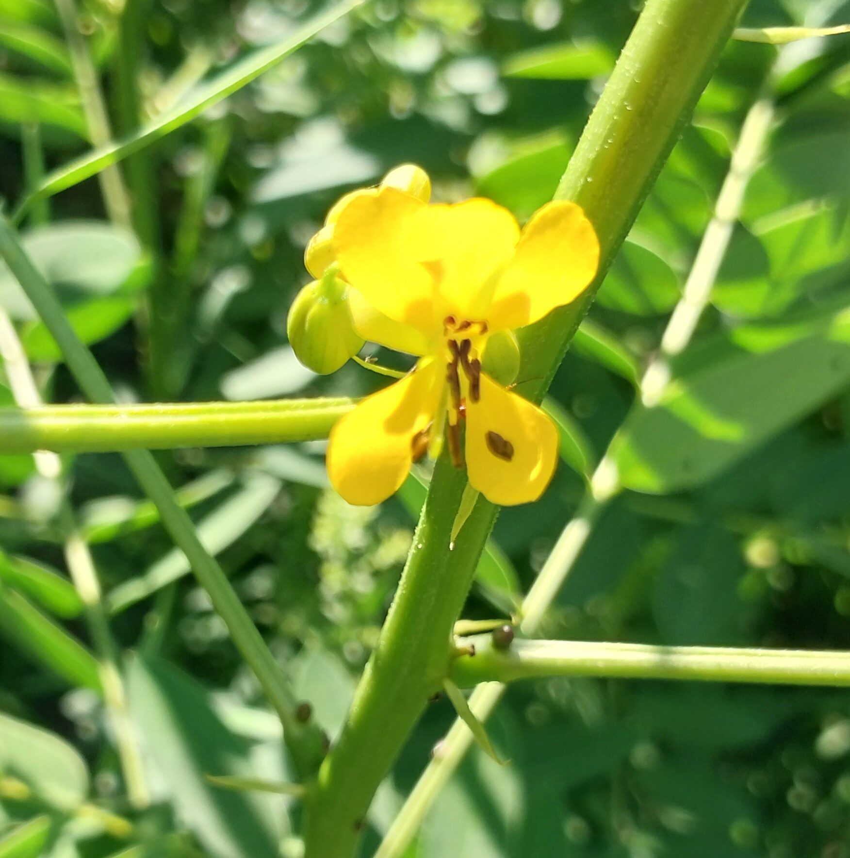 Partridge Pea