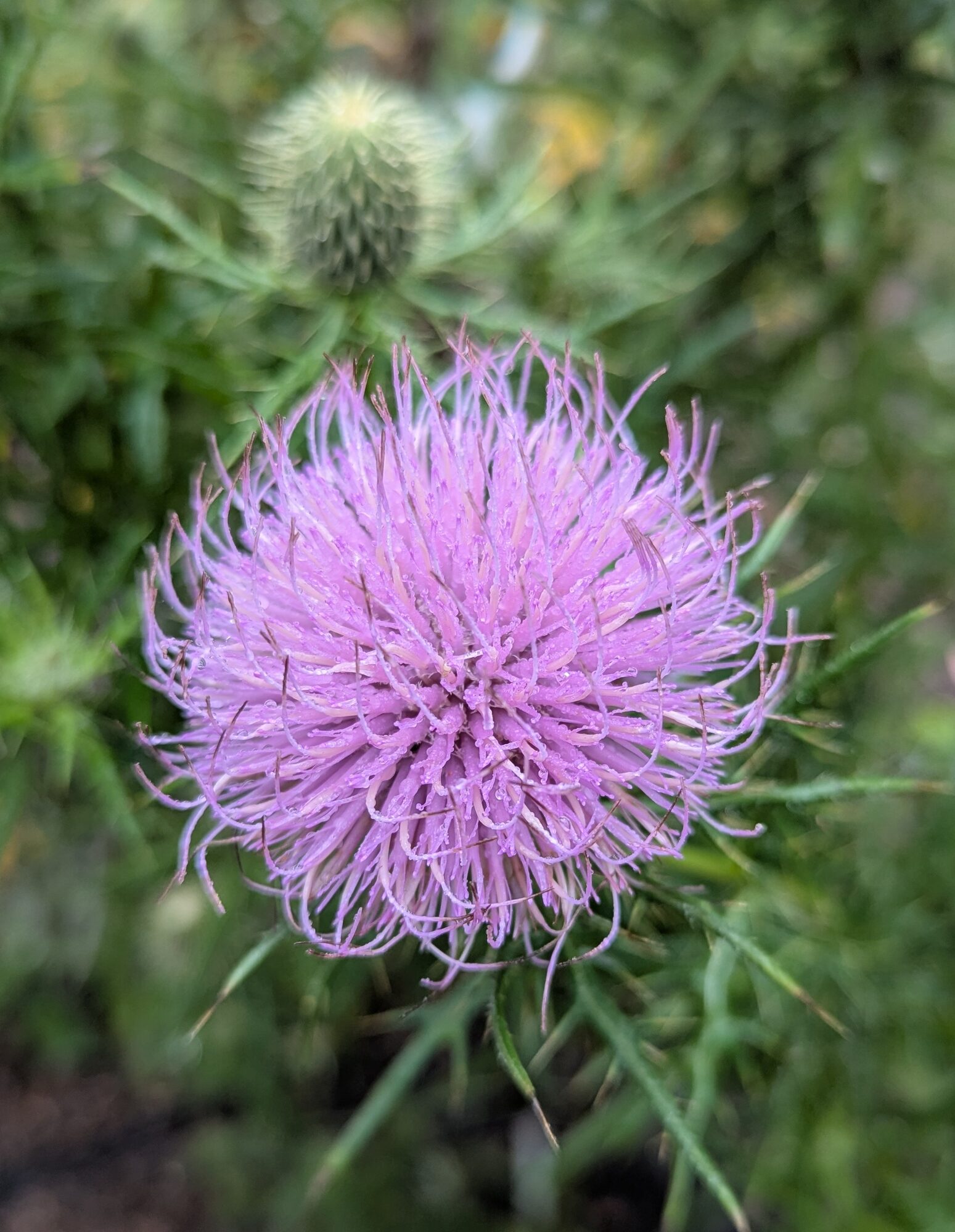 Pasture Thistle