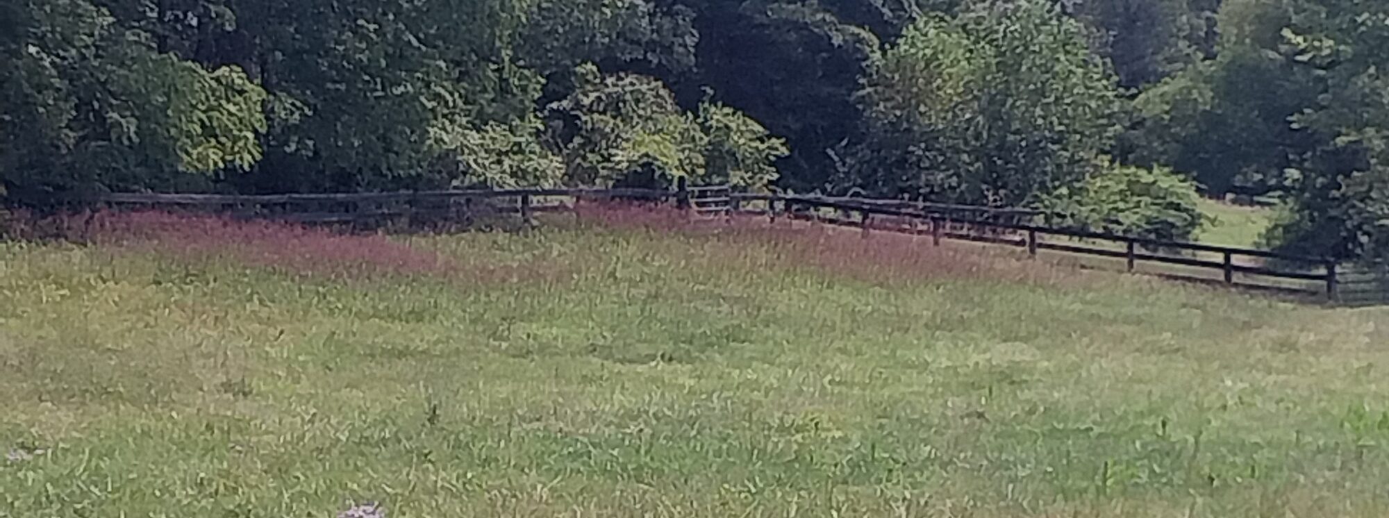Purpletop Grass