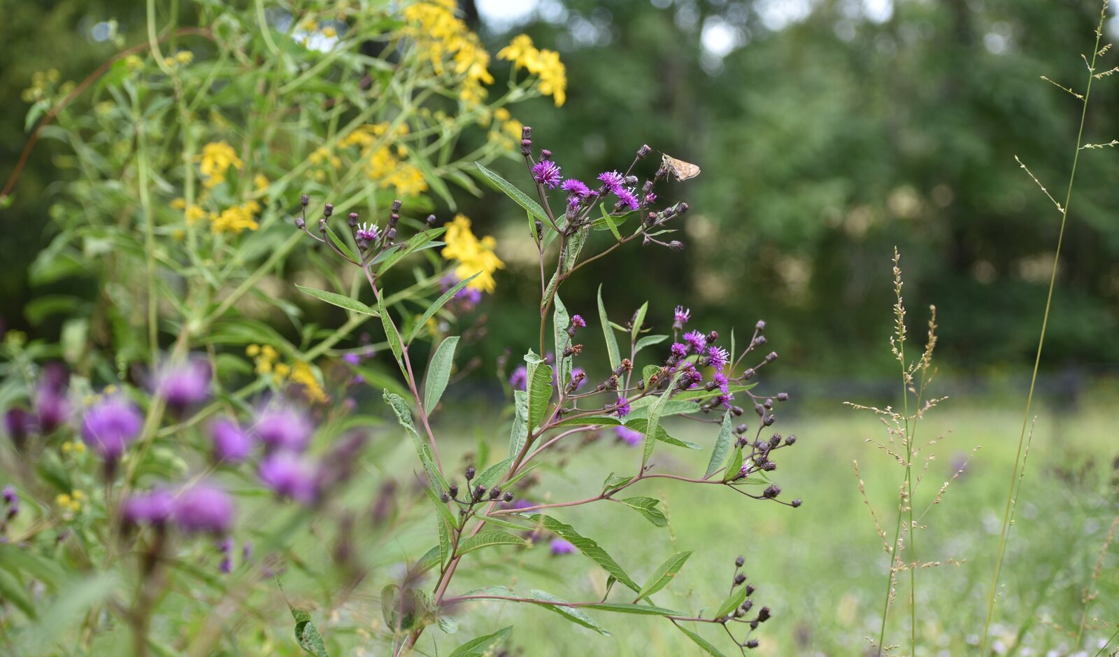Meadow at Stover Mill Farm