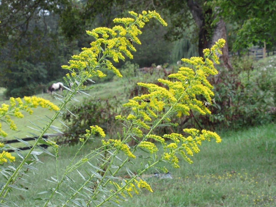Discovering native plants already growing on the property