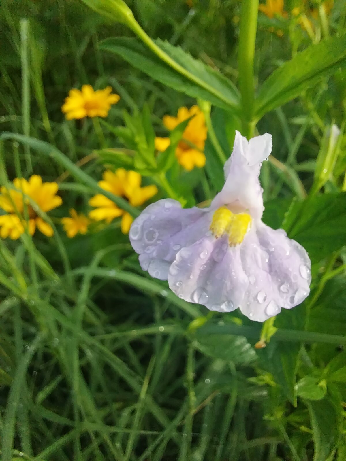Allegheny Monkeyflower