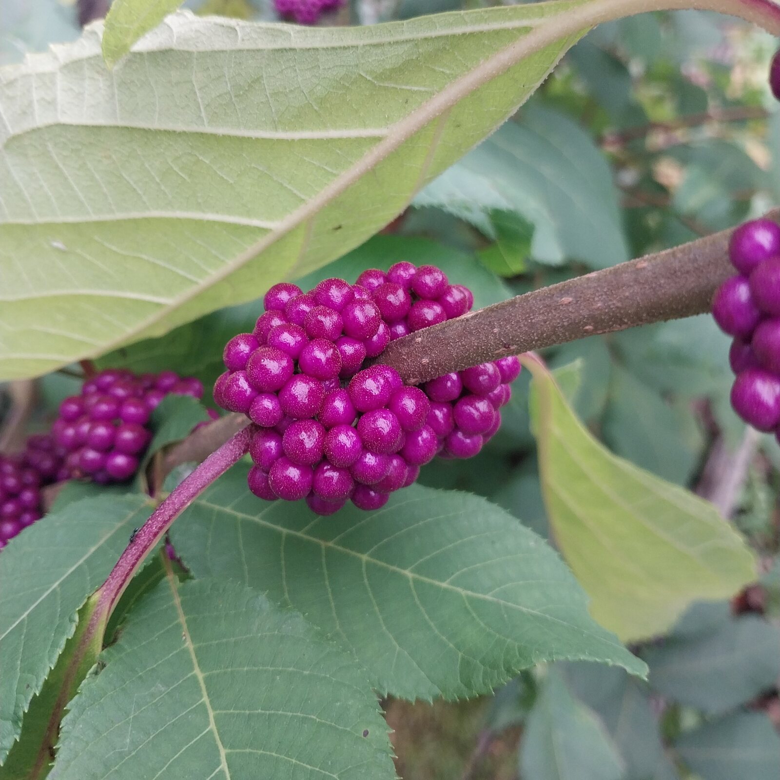 American Beautyberry