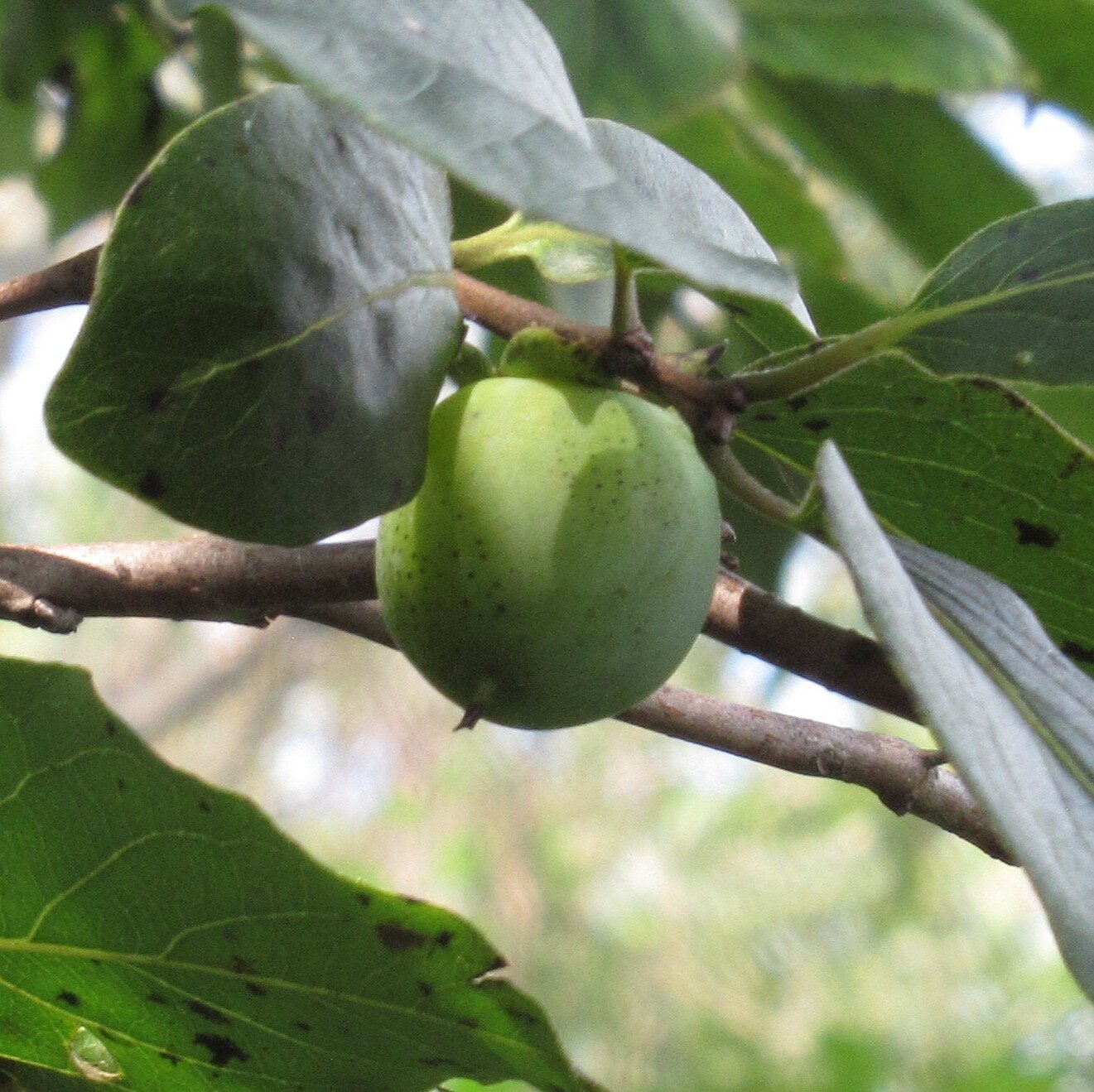 American Persimmon