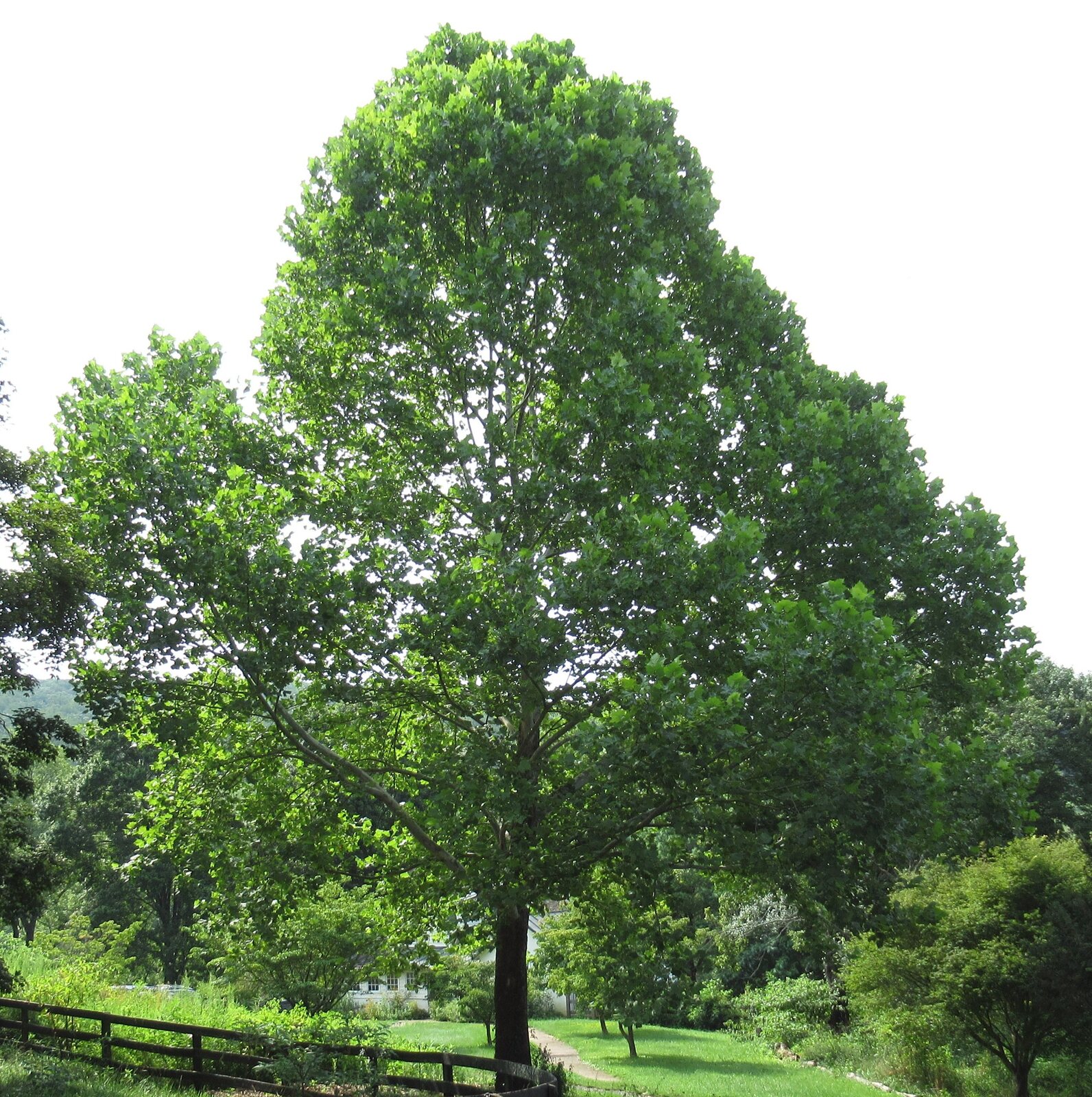 American Sycamore