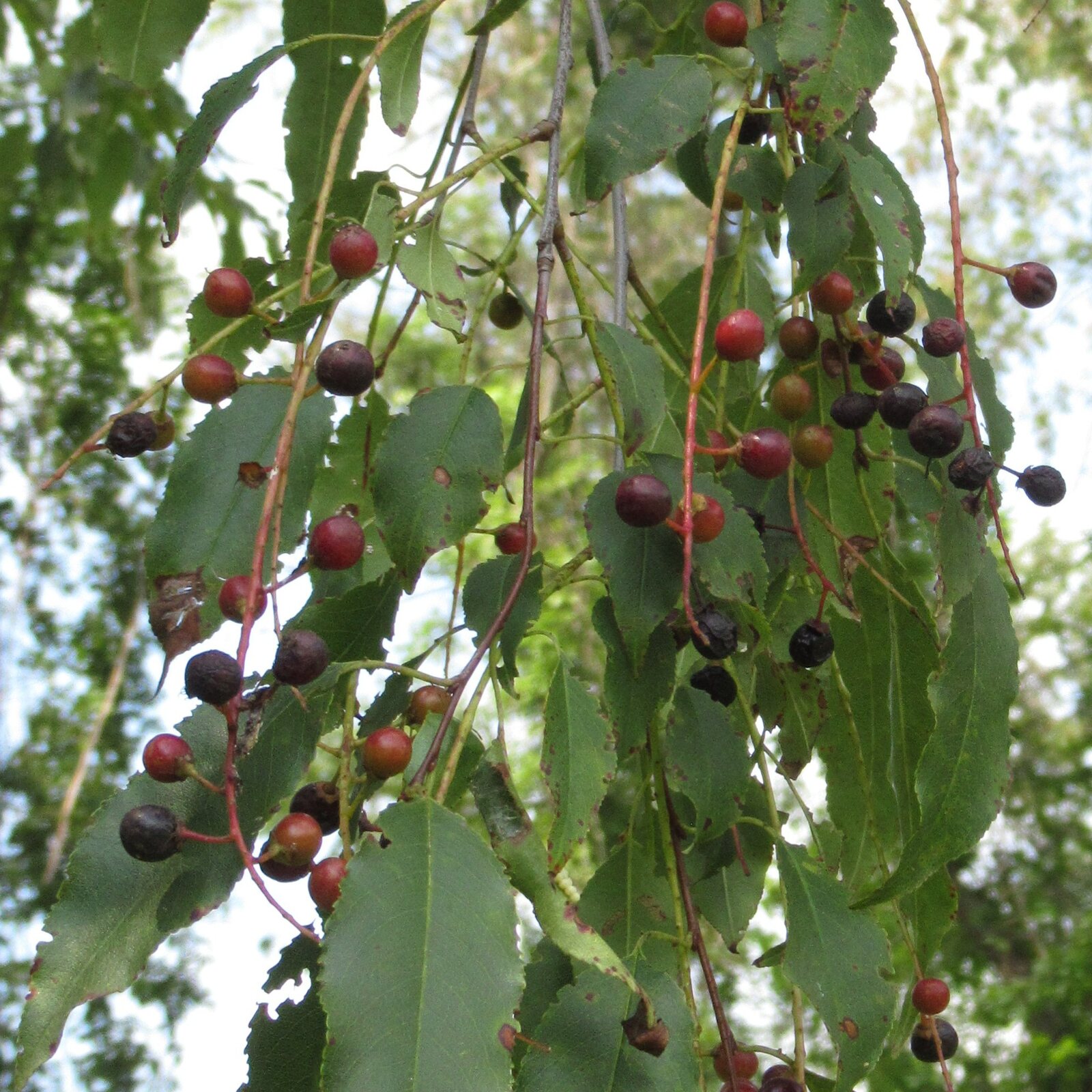 Black Cherry