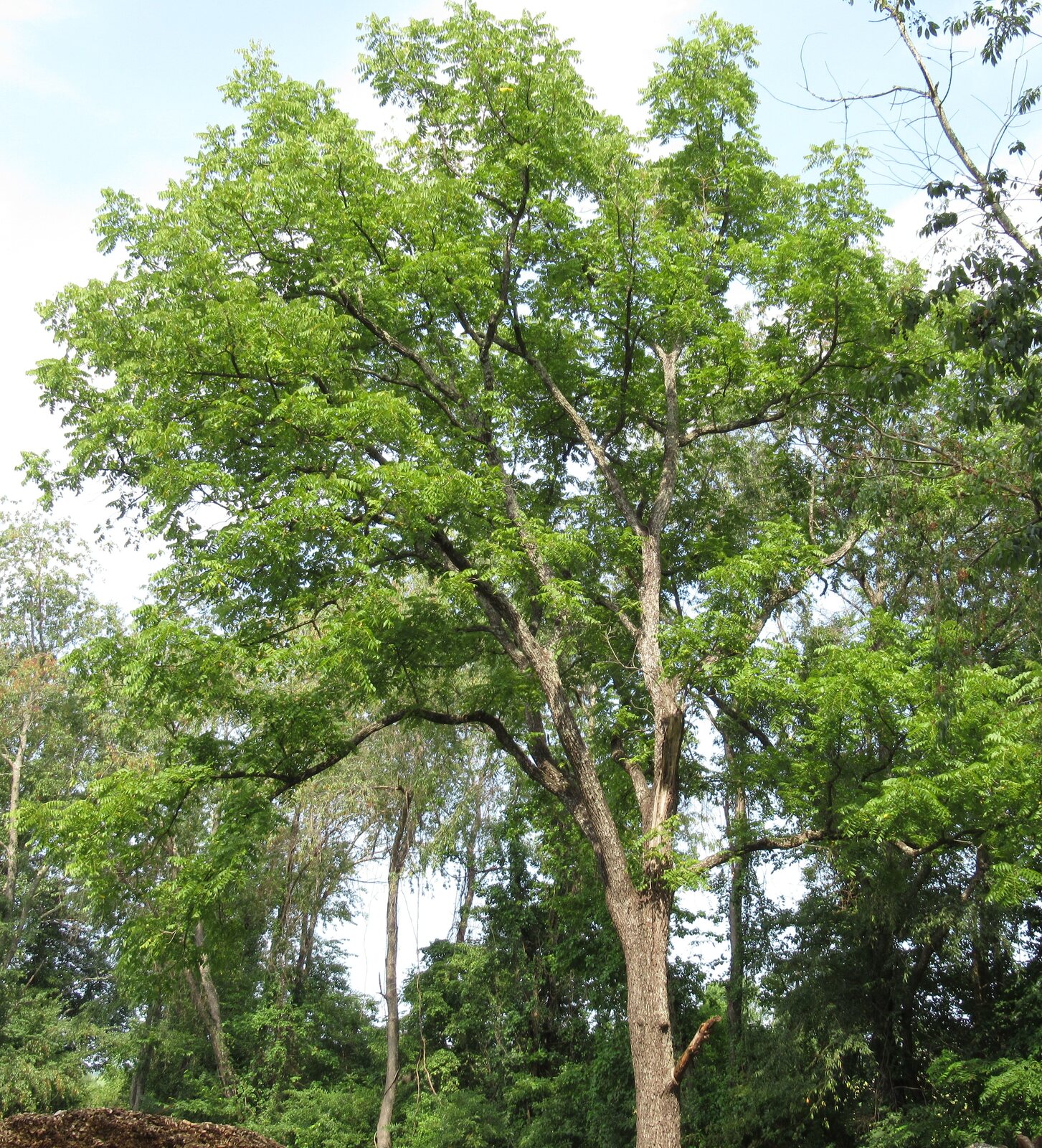 Black Walnut