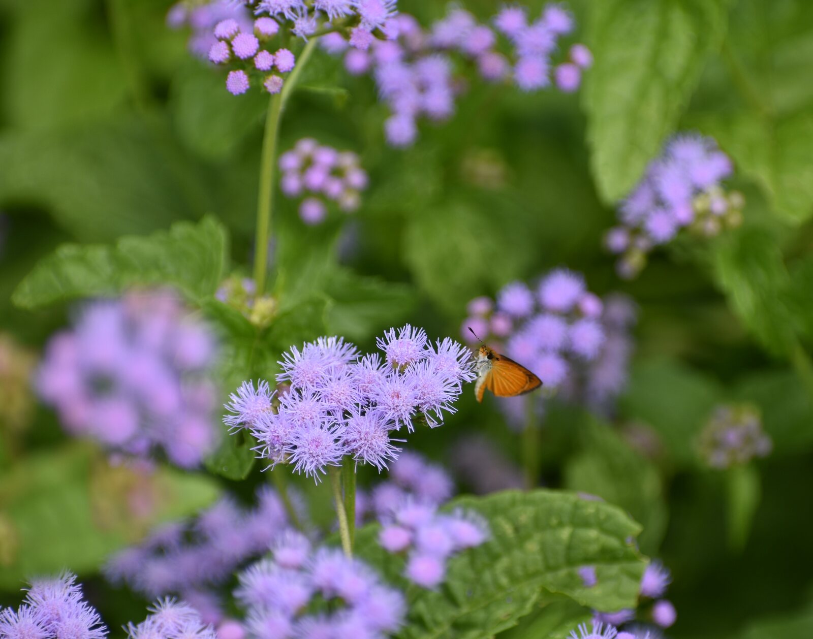 Blue Mistflower