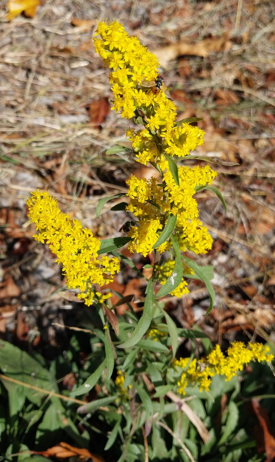 Blue Stemmed Goldenrod