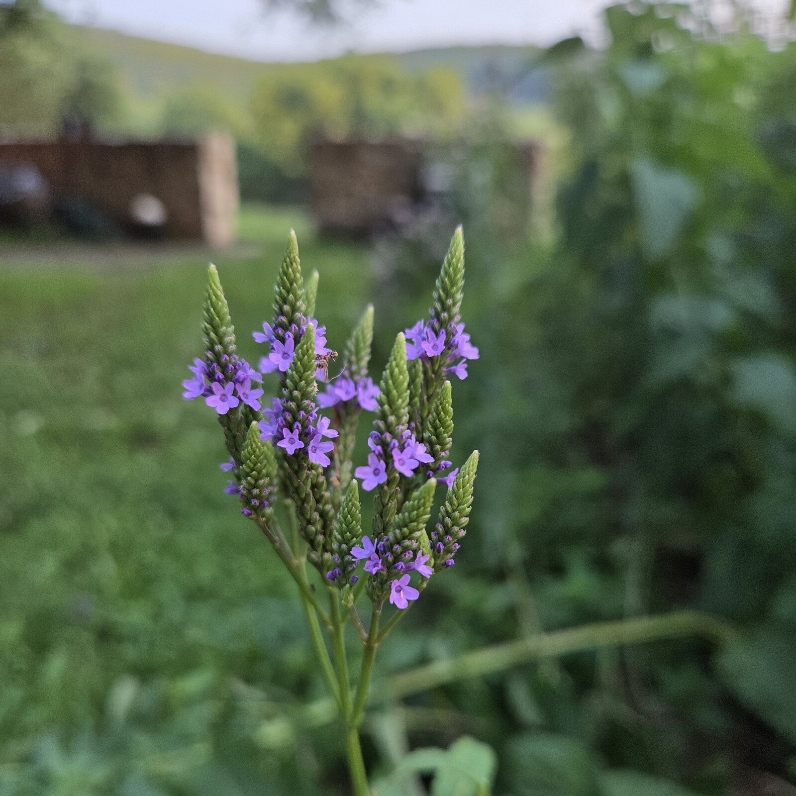 Blue Vervain
