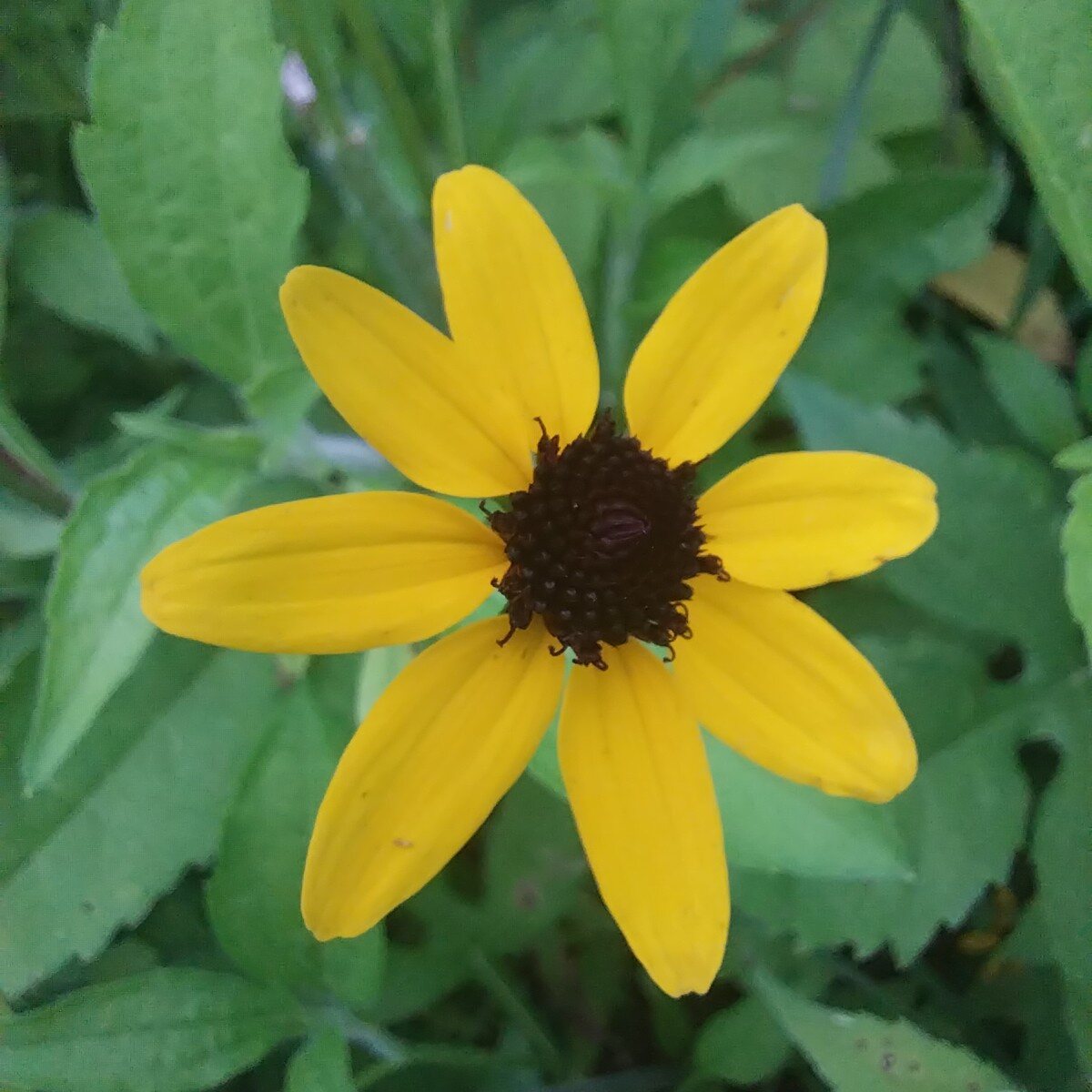 Brown-eyed Susan