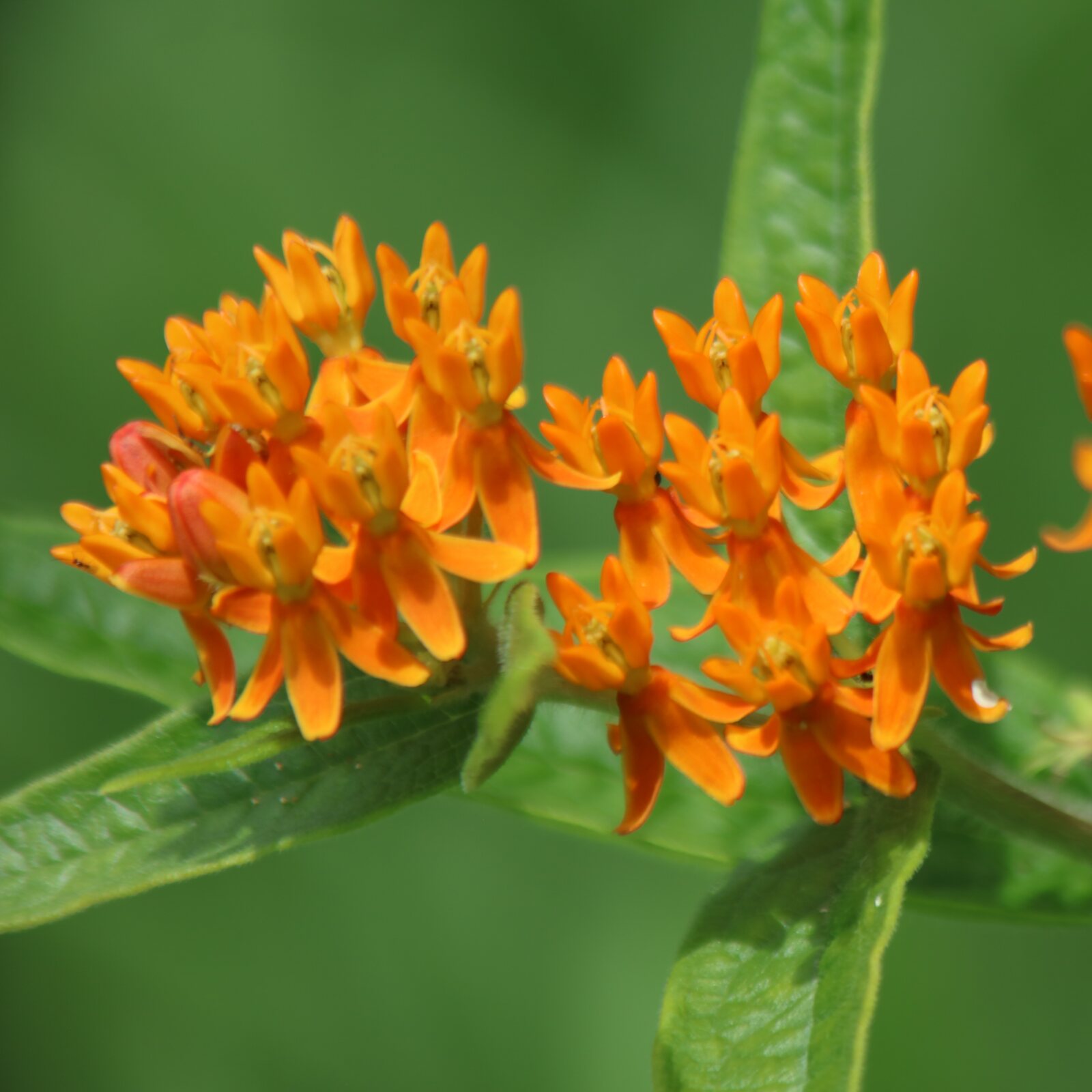 Butterfly Weed