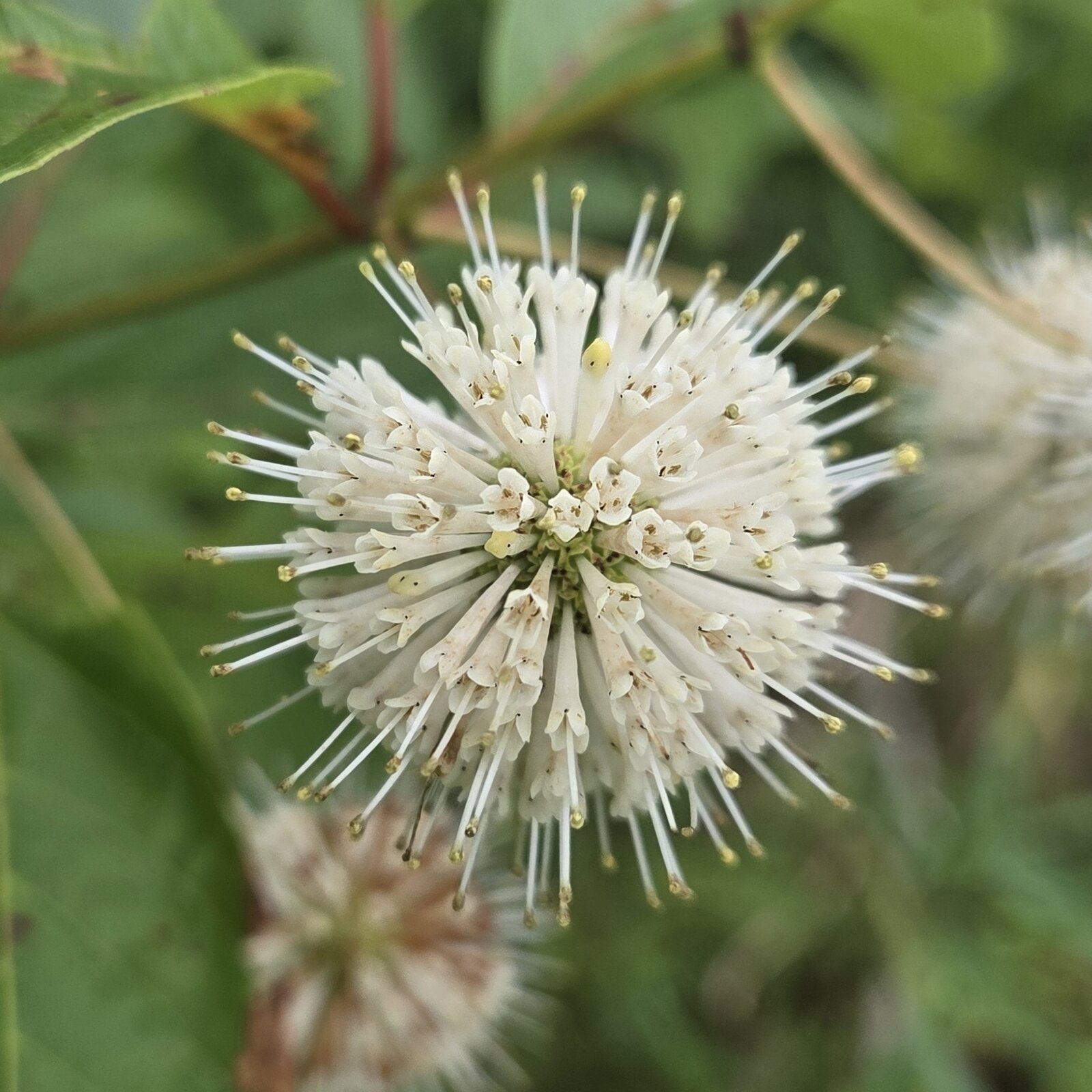 Buttonbush