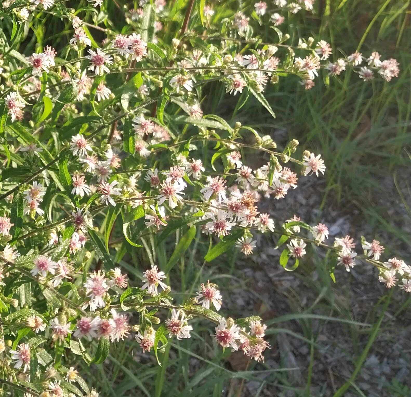 Calico Aster