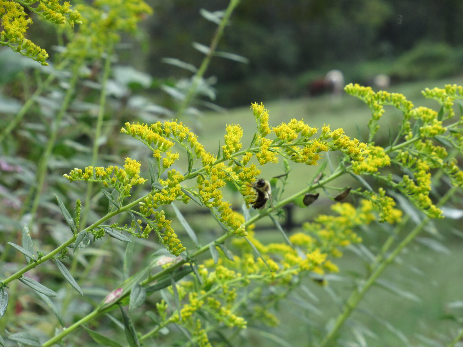 Tall Goldenrod
