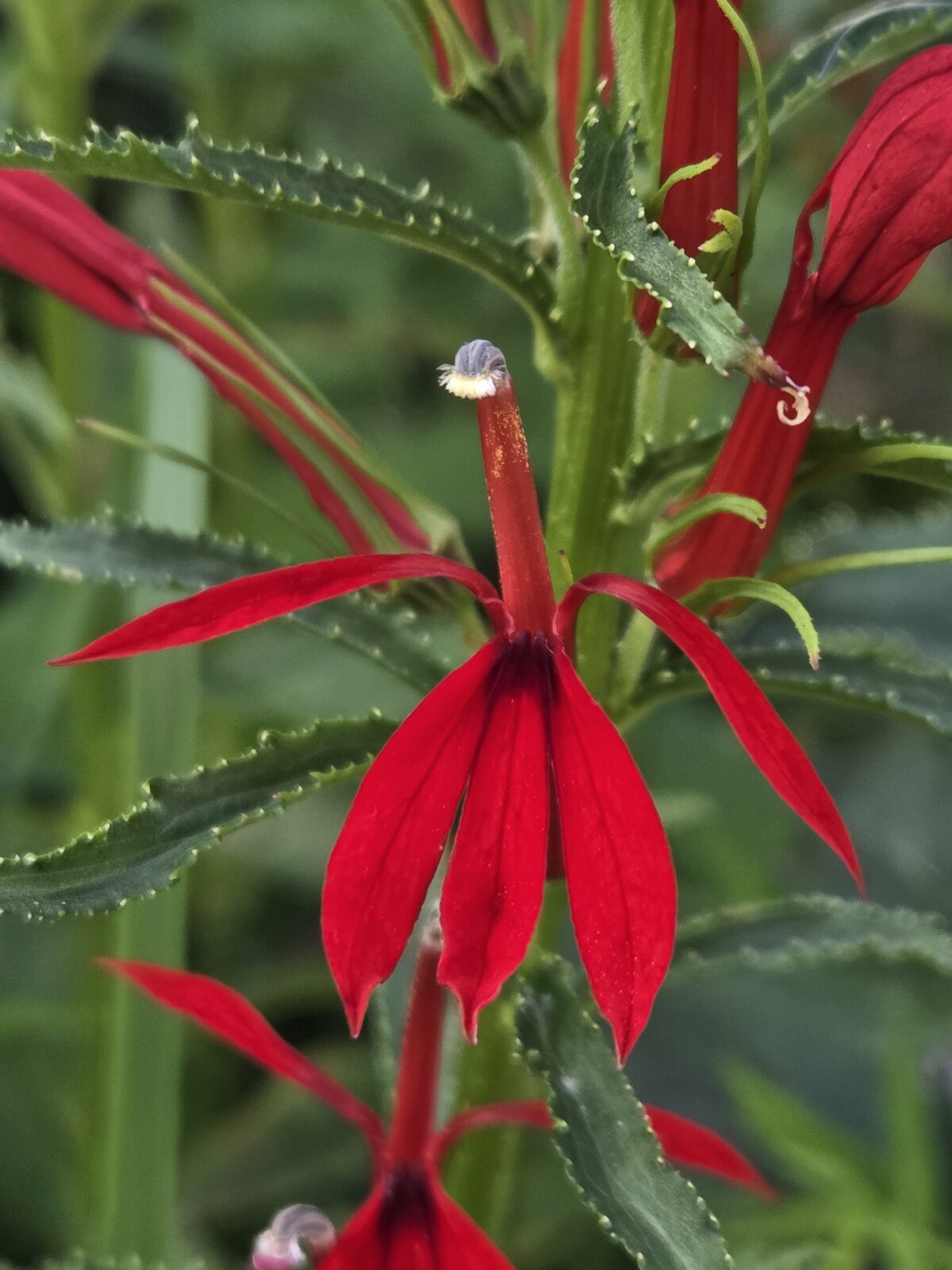 Cardinal Flower