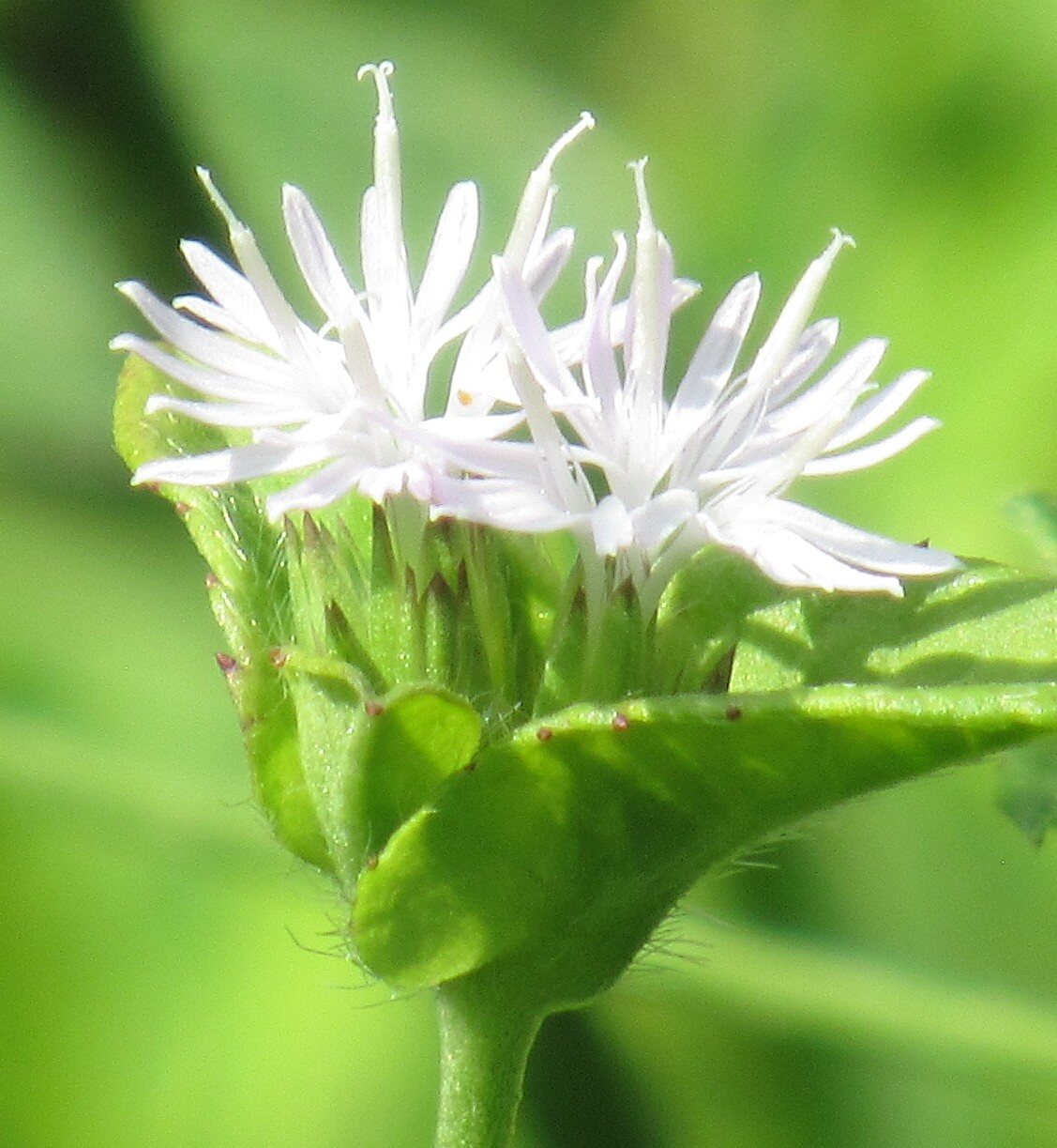 Carolina Elephant’s Foot
