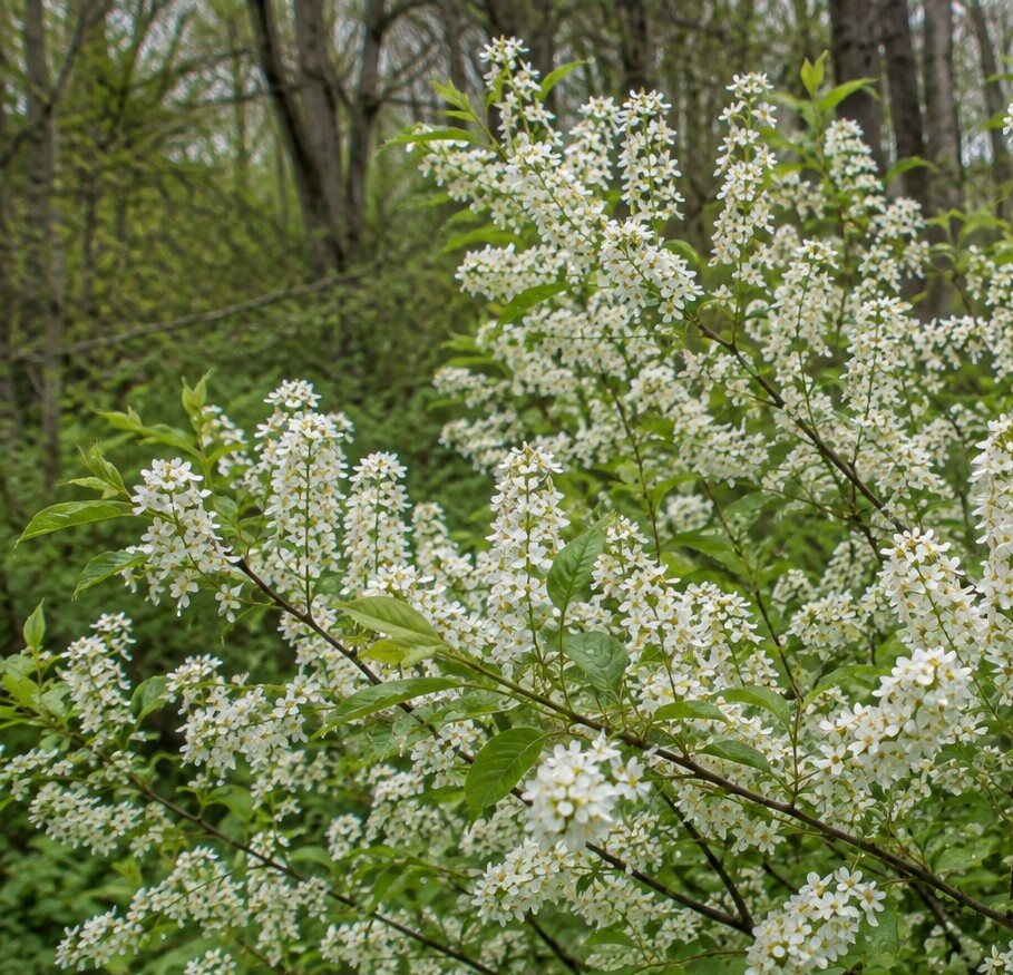 Chokecherry