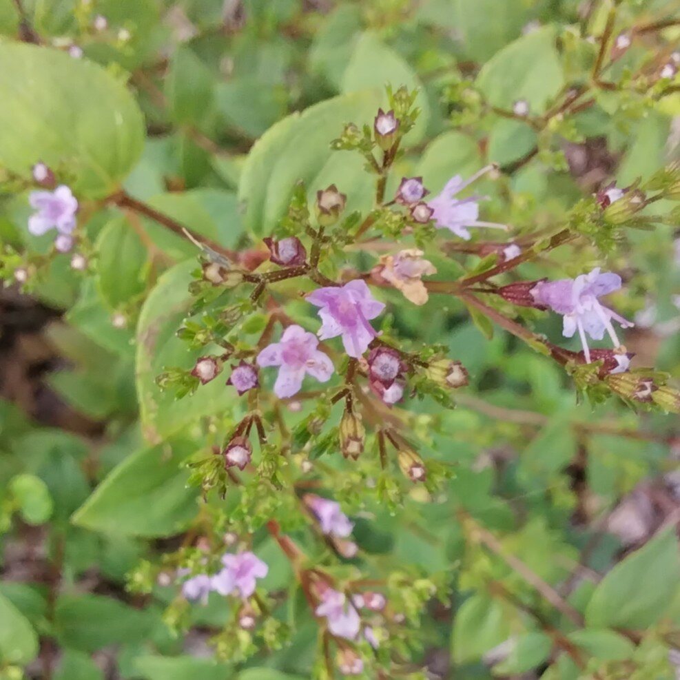 Common Dittany