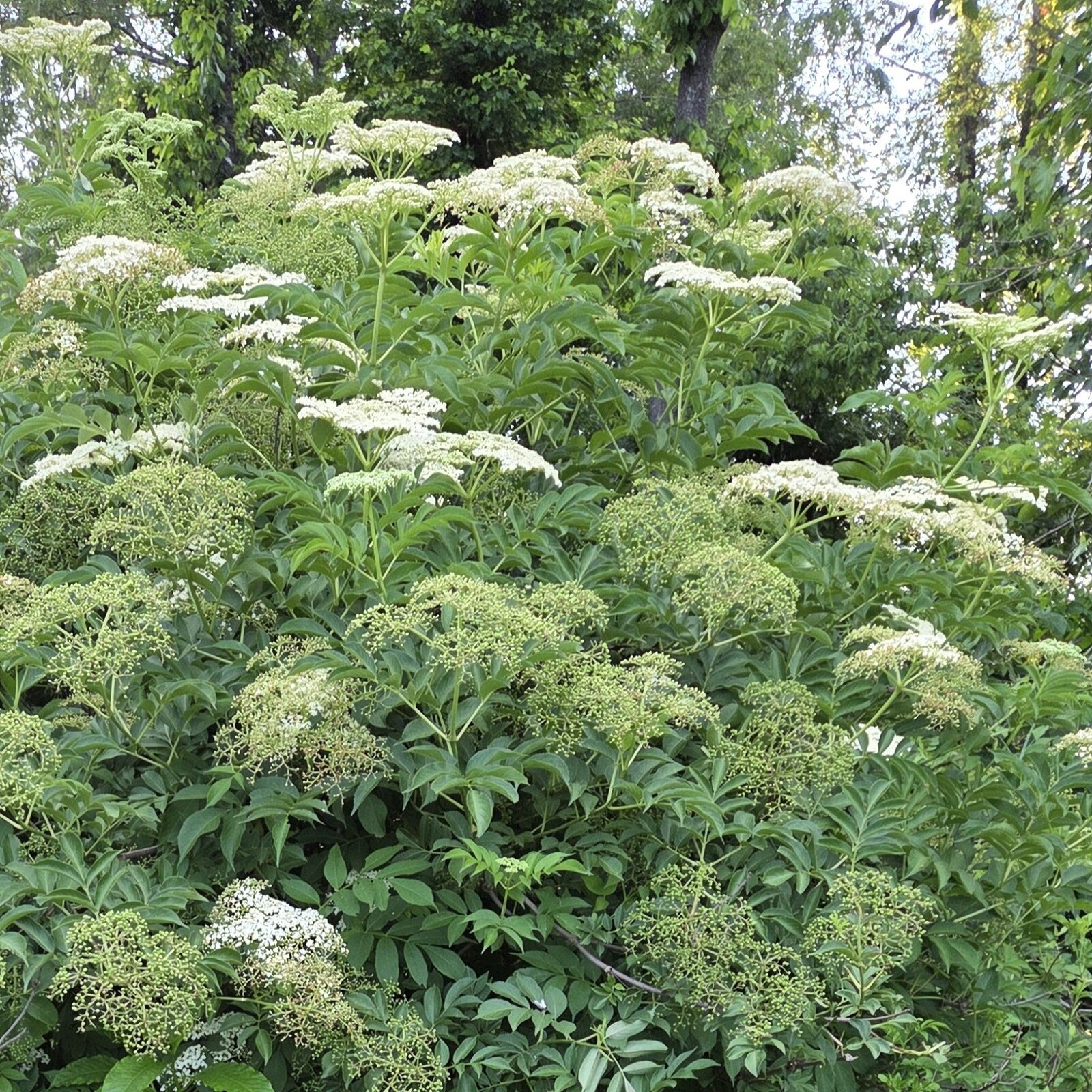 Common Elderberry