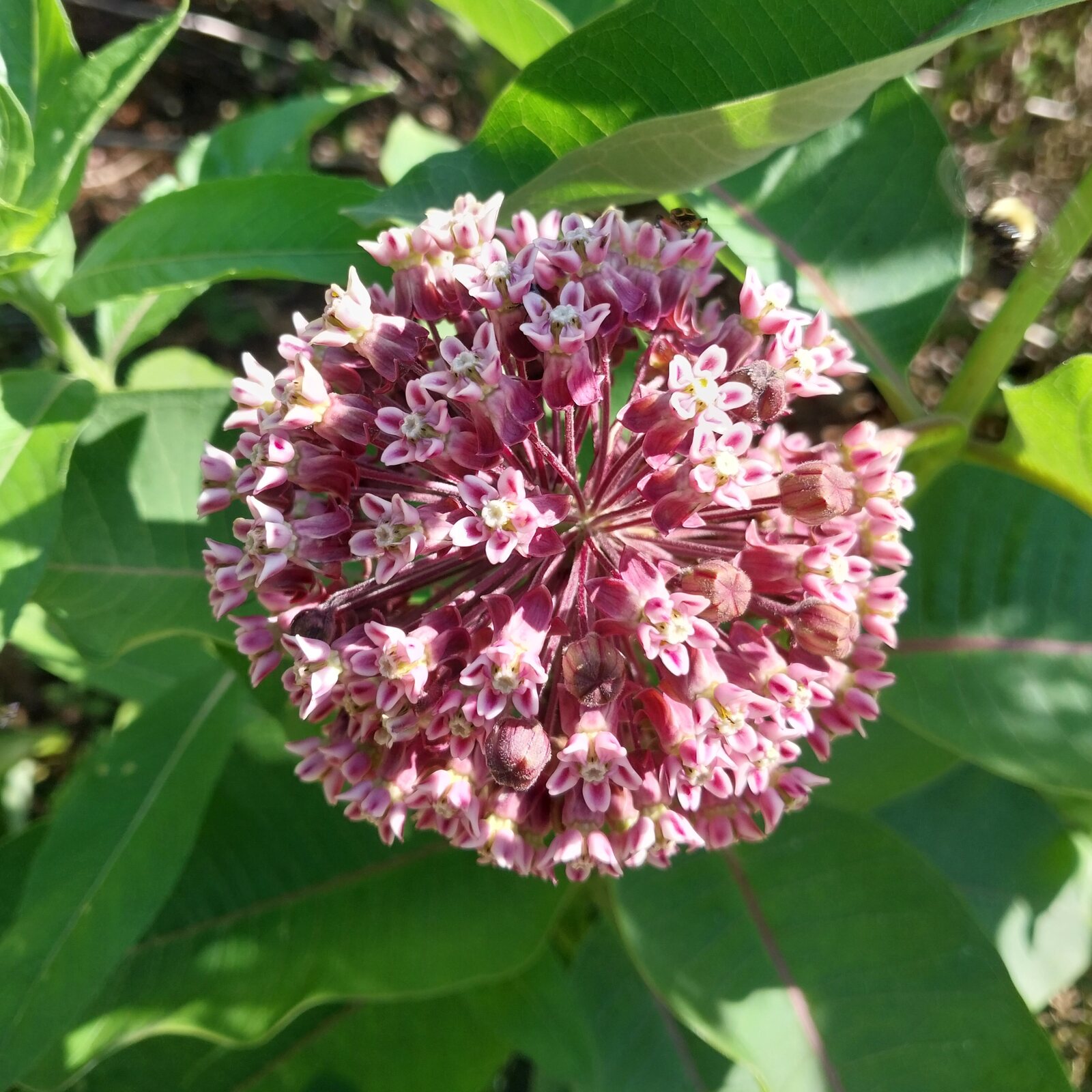 Common Milkweed