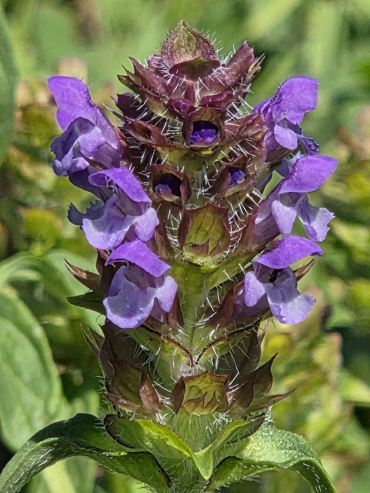 Common Selfheal
