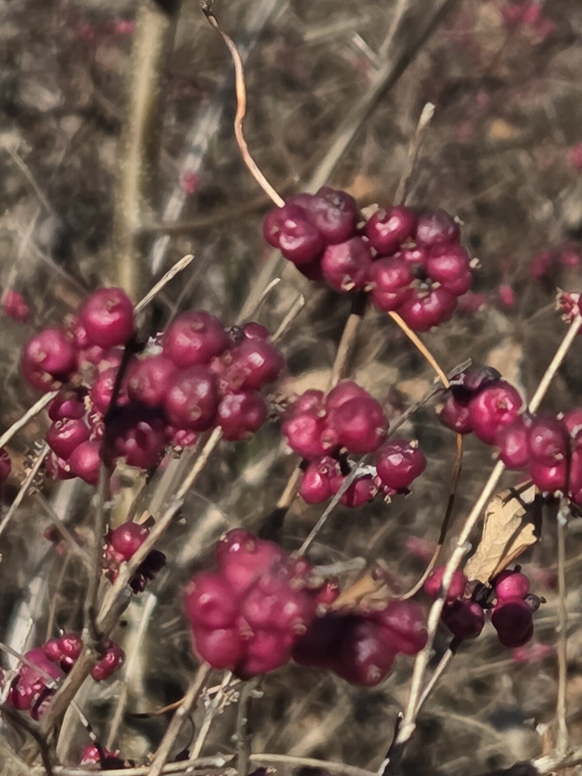 Coralberry