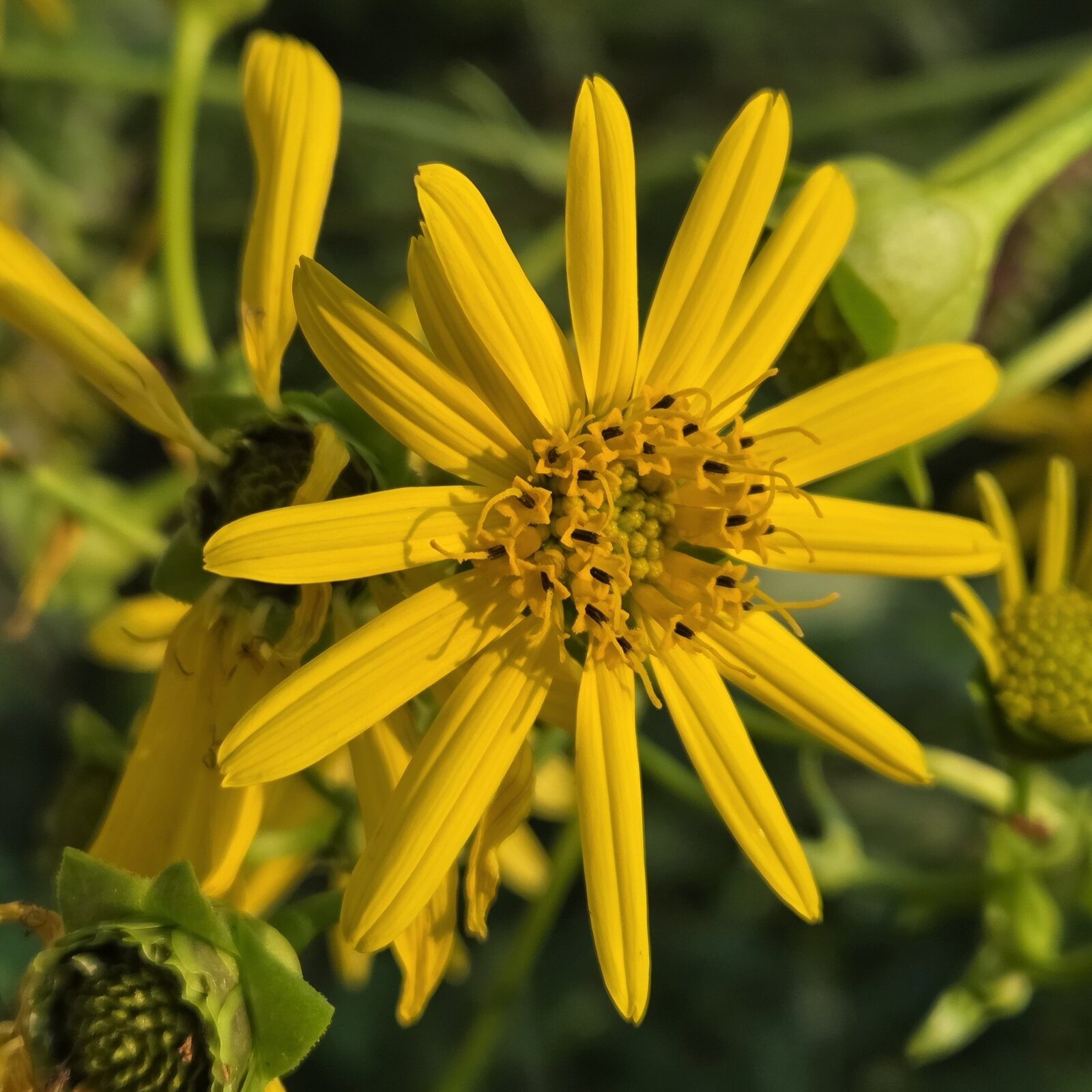 Cup Plant