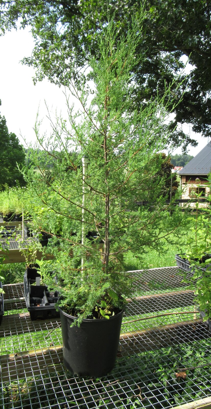 Eastern Red Cedar